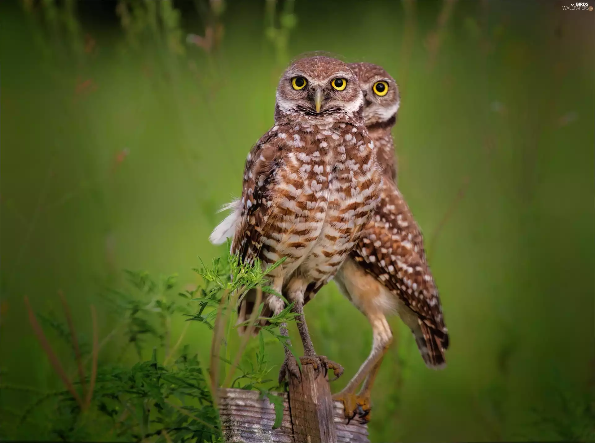 Meadow, Little Owl, bars