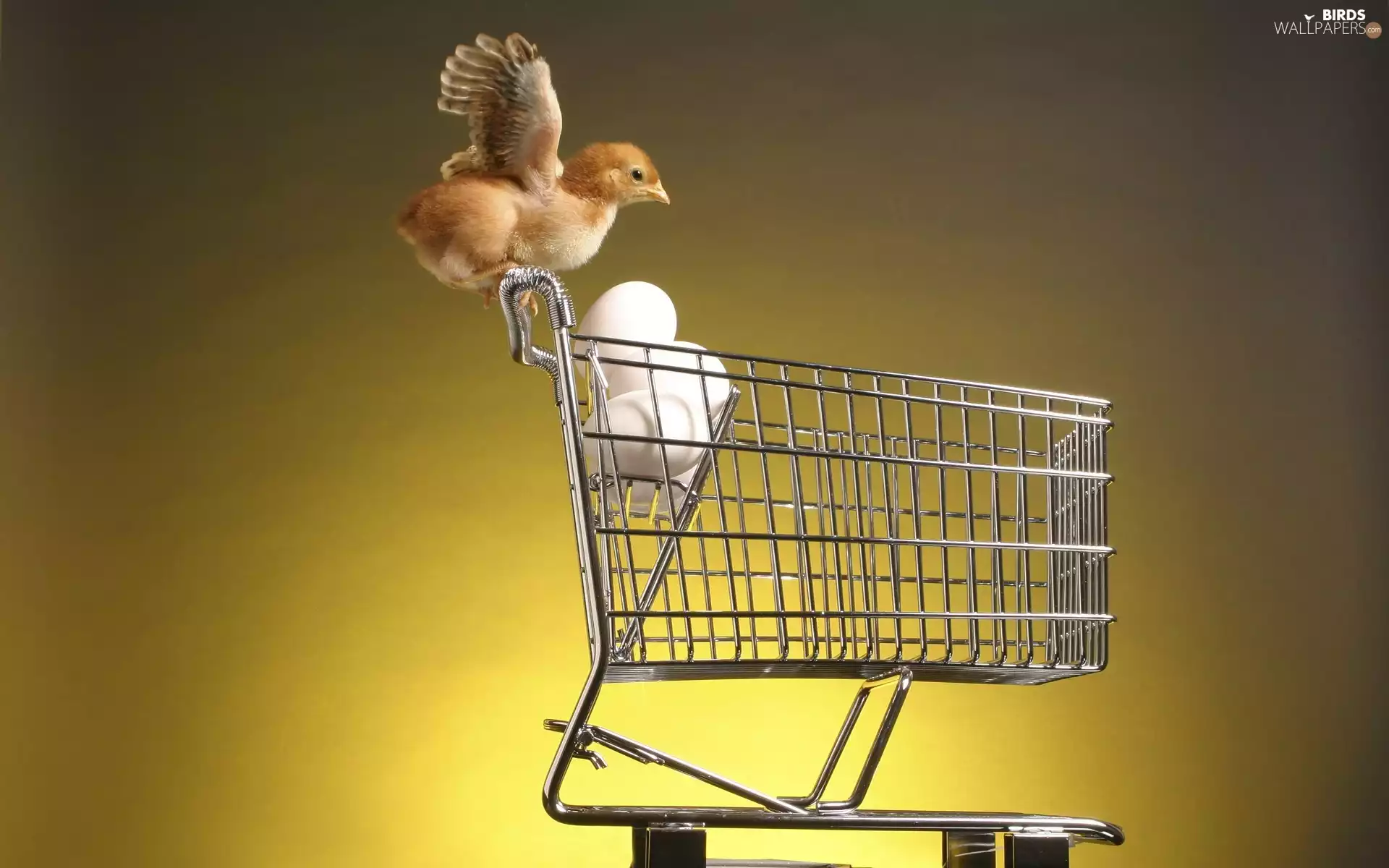 basket, chicken, eggs