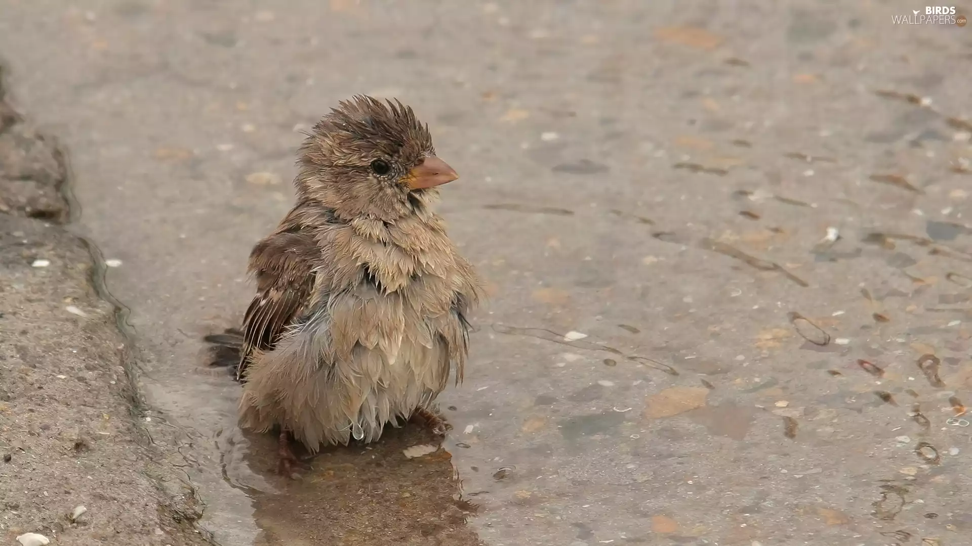 sparrow, puddle, water, bath