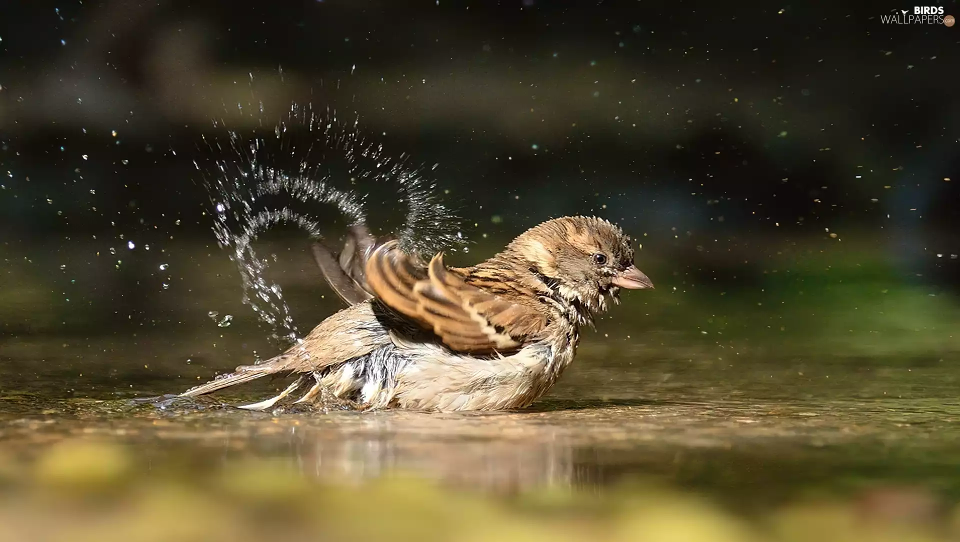 bath, Bird, water