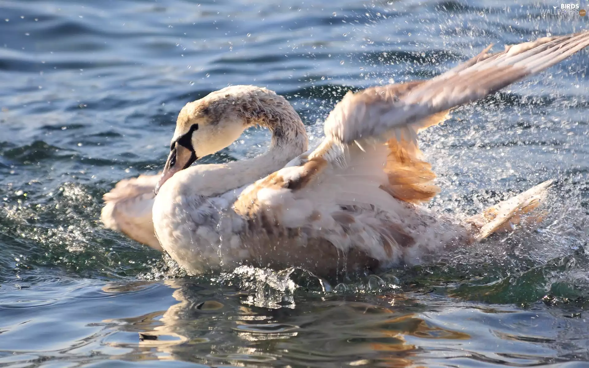 bath, swan, wings