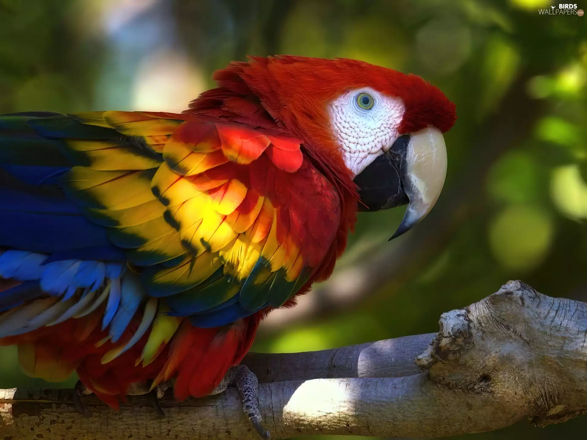 Lod on the beach, parrot, ara