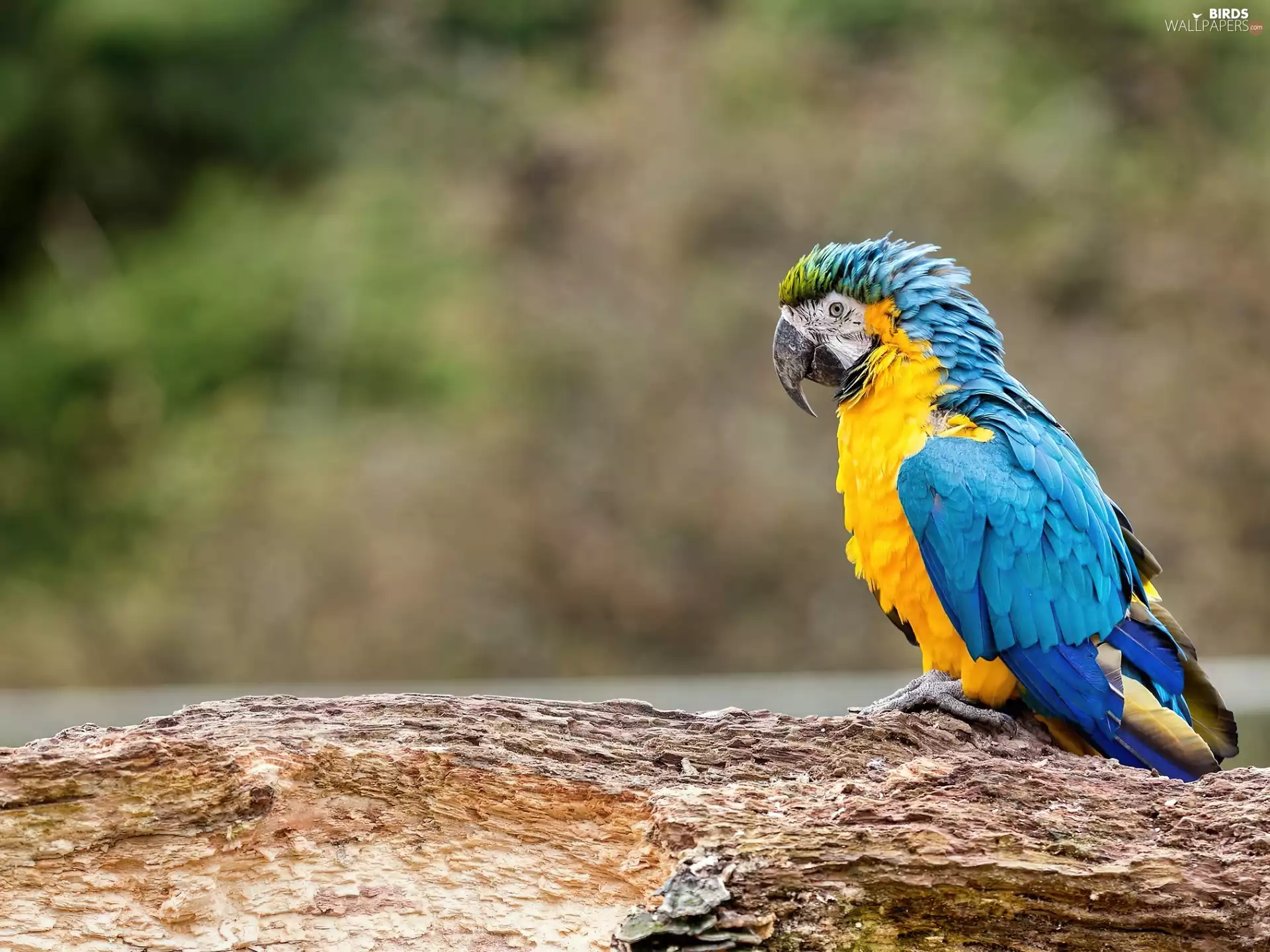 Lod on the beach, parrot, ara