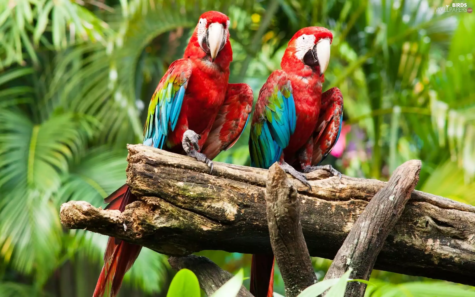Lod on the beach, Parrots, Ary