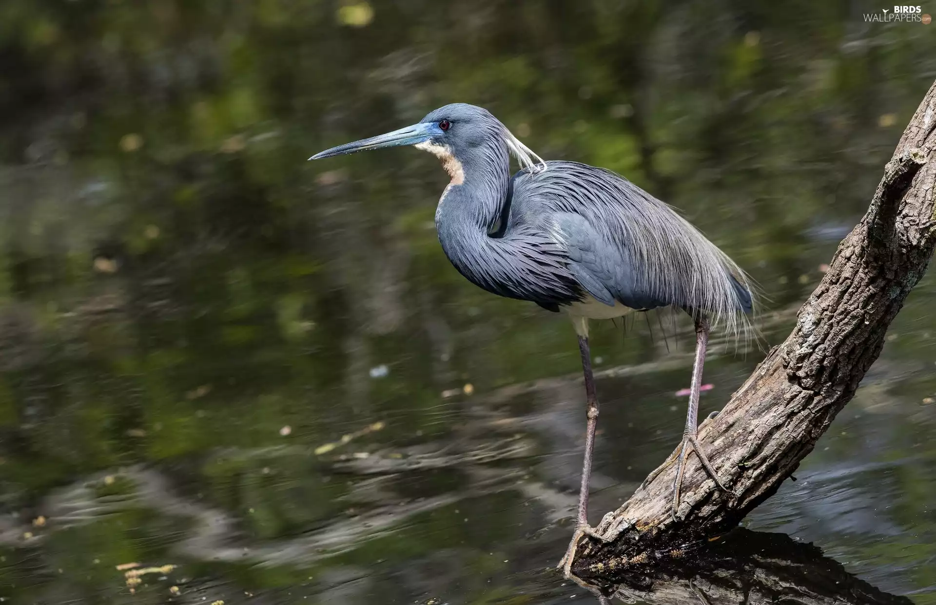 trees, Little Blue Heron, Lod on the beach