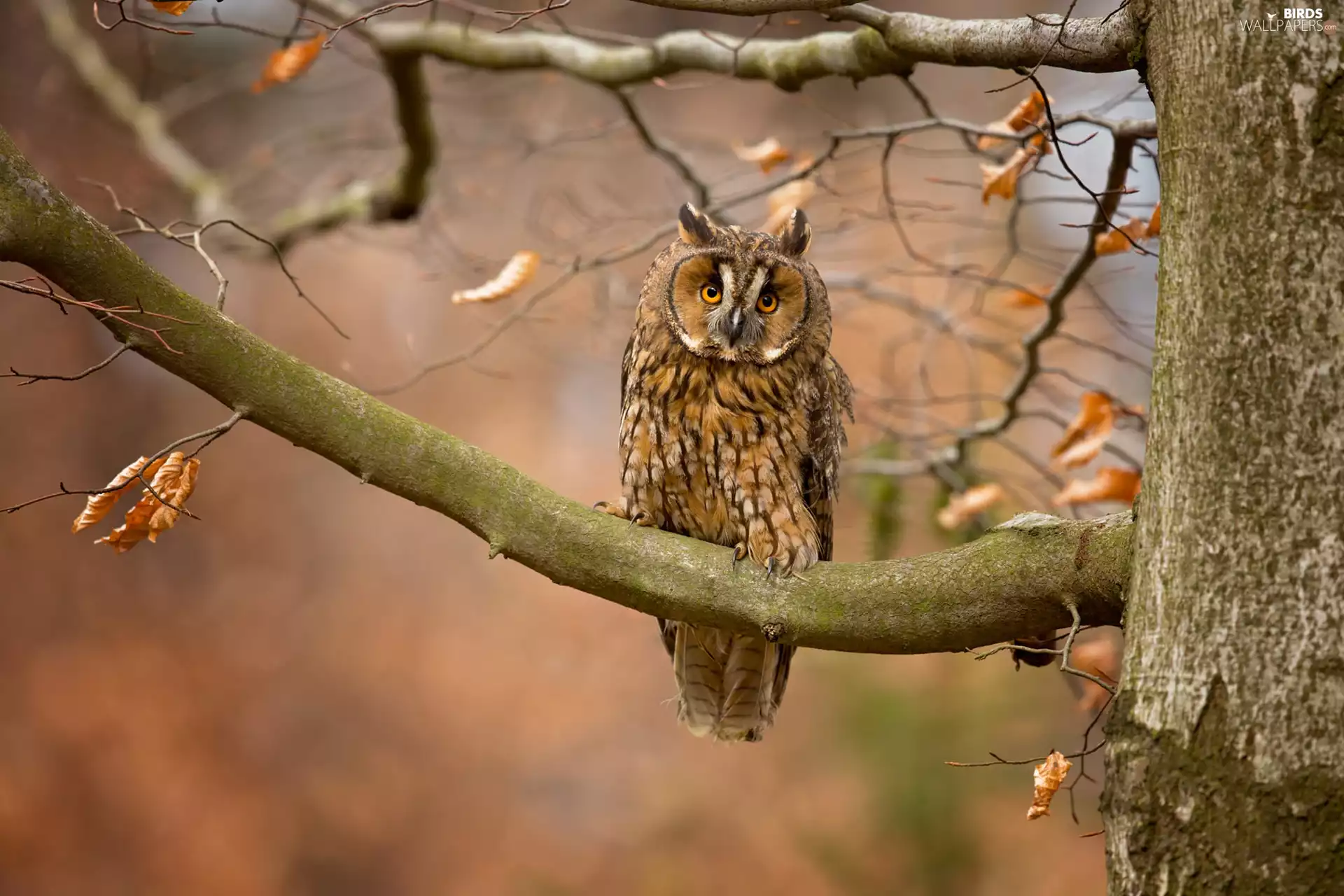 trees, owl, eagle-owl, Lod on the beach