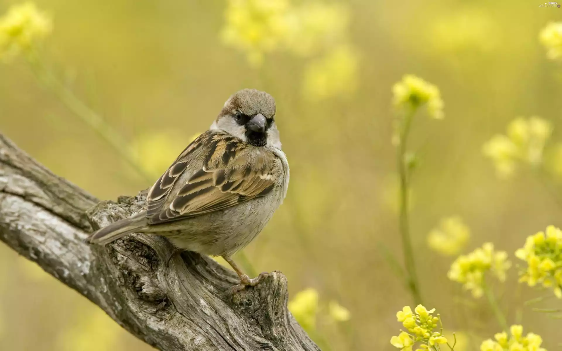 Lod on the beach, sparrow, Flowers