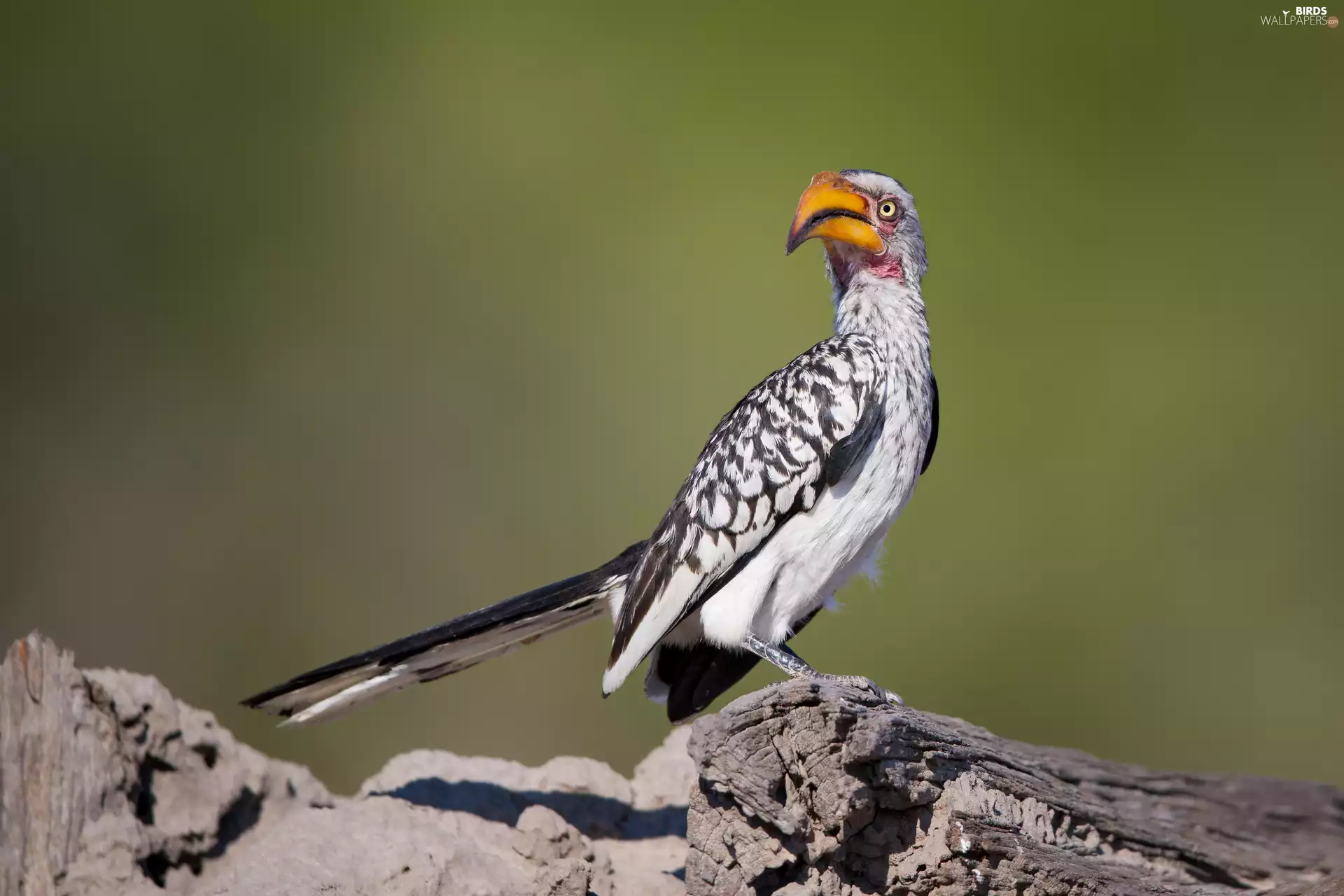 Lod on the beach, Bird, hornbill