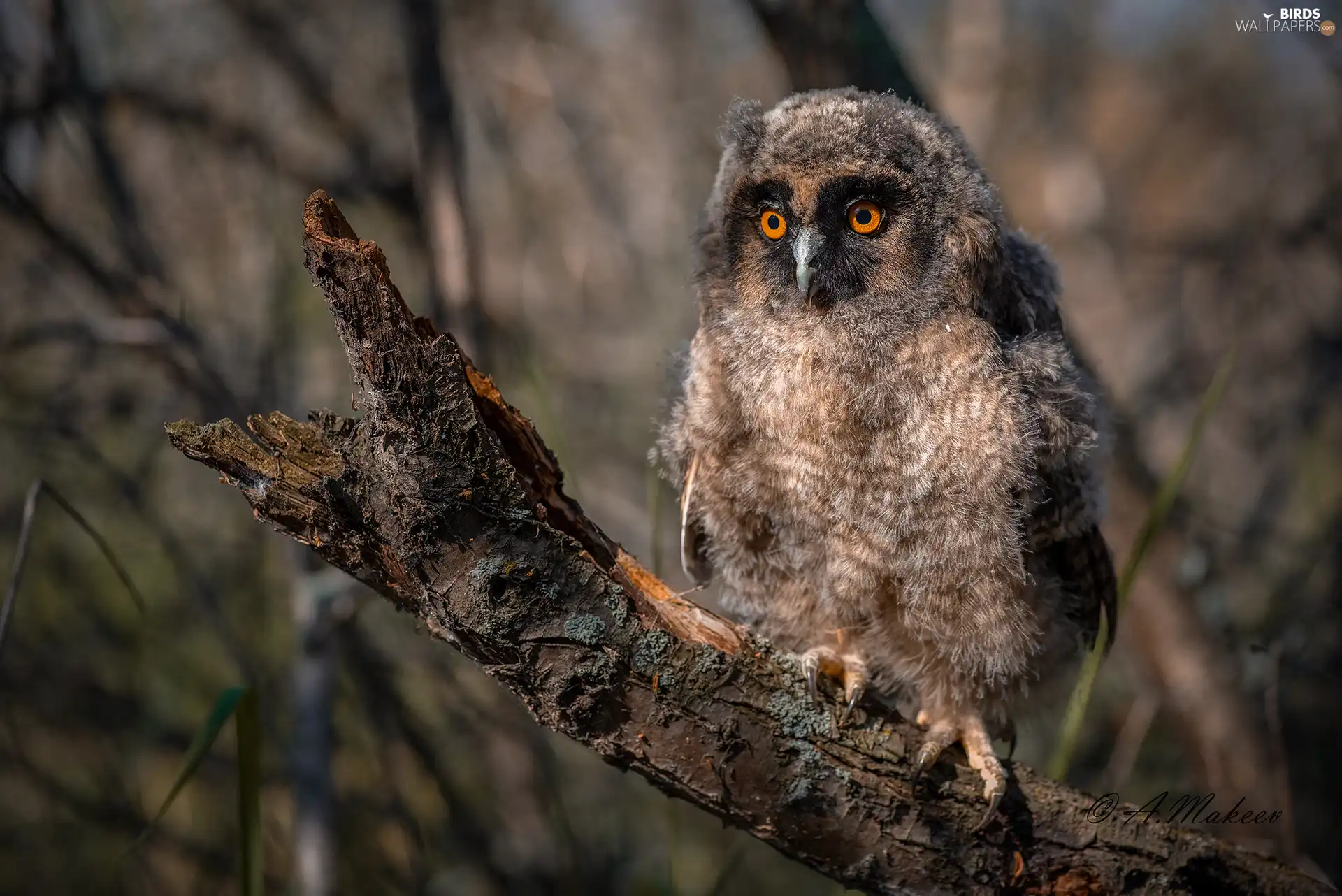 Lod on the beach, Owl Ear, chick