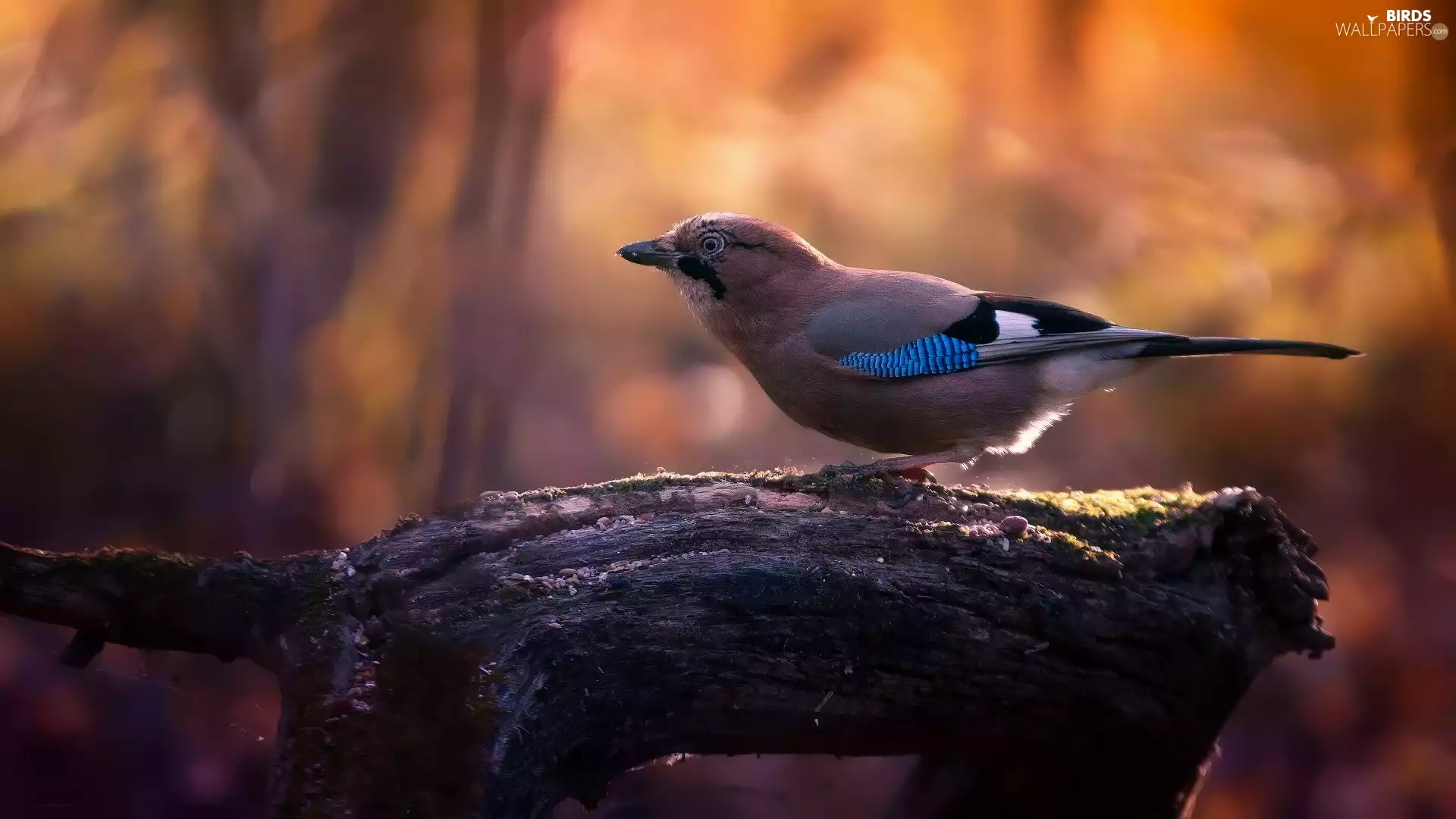 Lod on the beach, Bird, Eurasian Jay