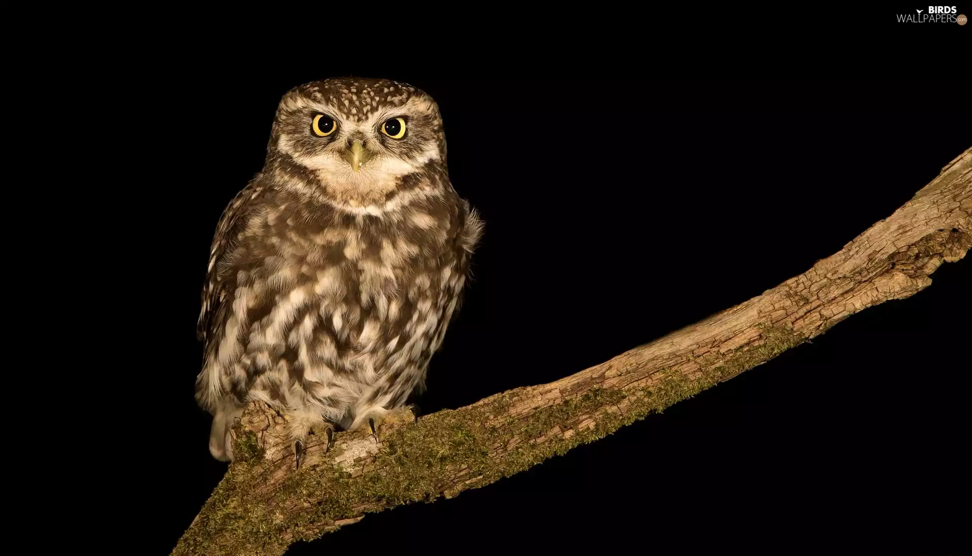Lod on the beach, owl, Little Owl