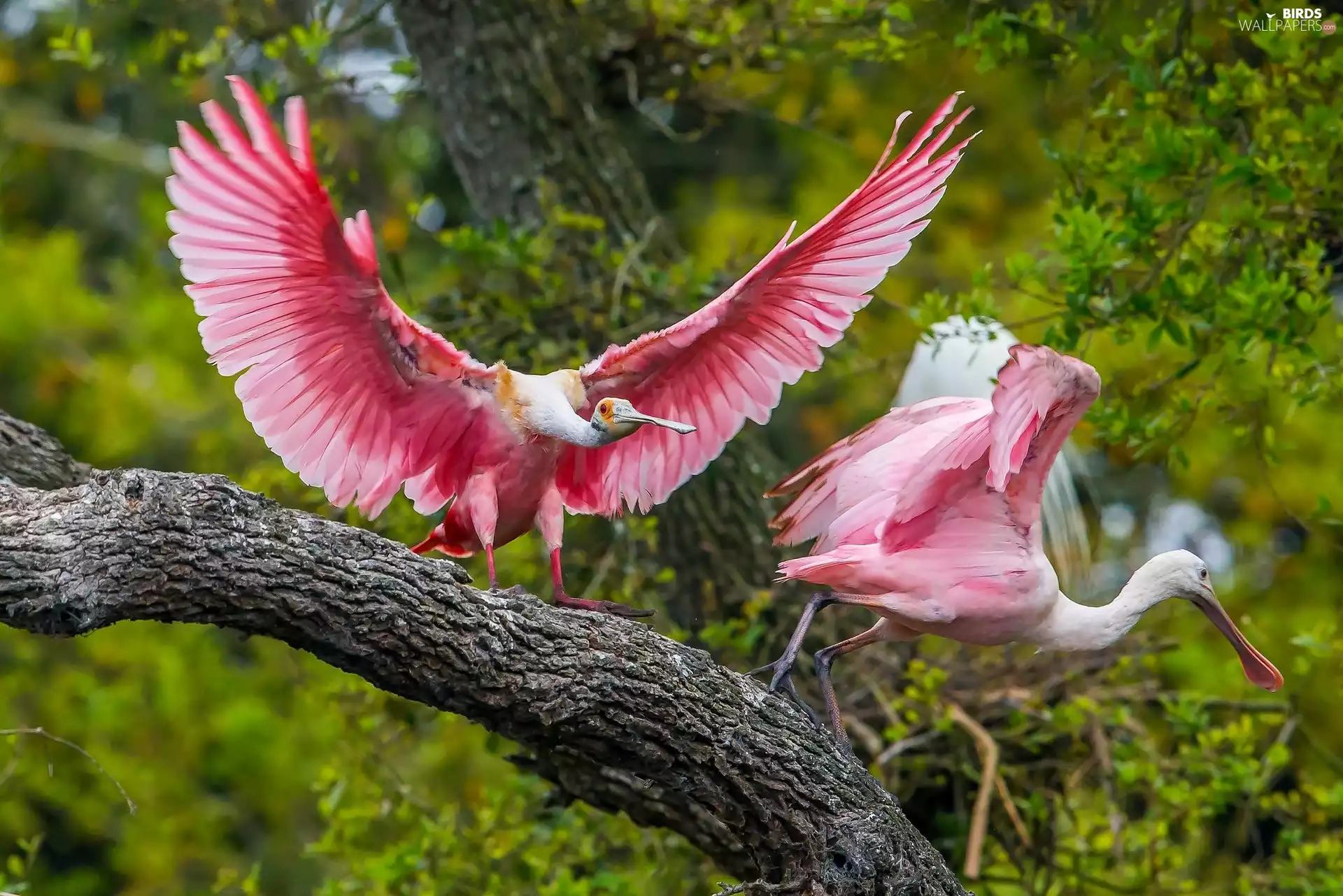 Lod on the beach, birds, Pink Spoonbill