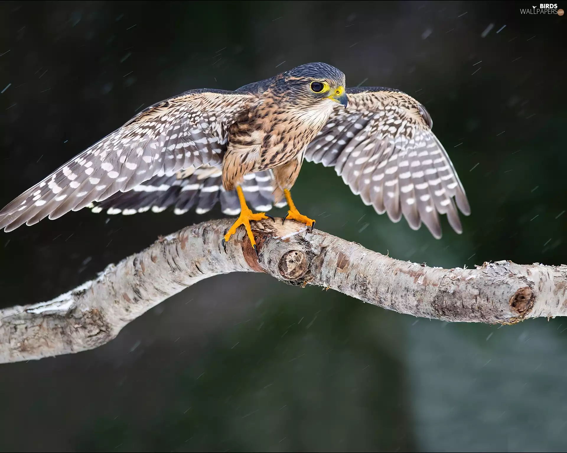 Lod on the beach, viewes, falcon, trees