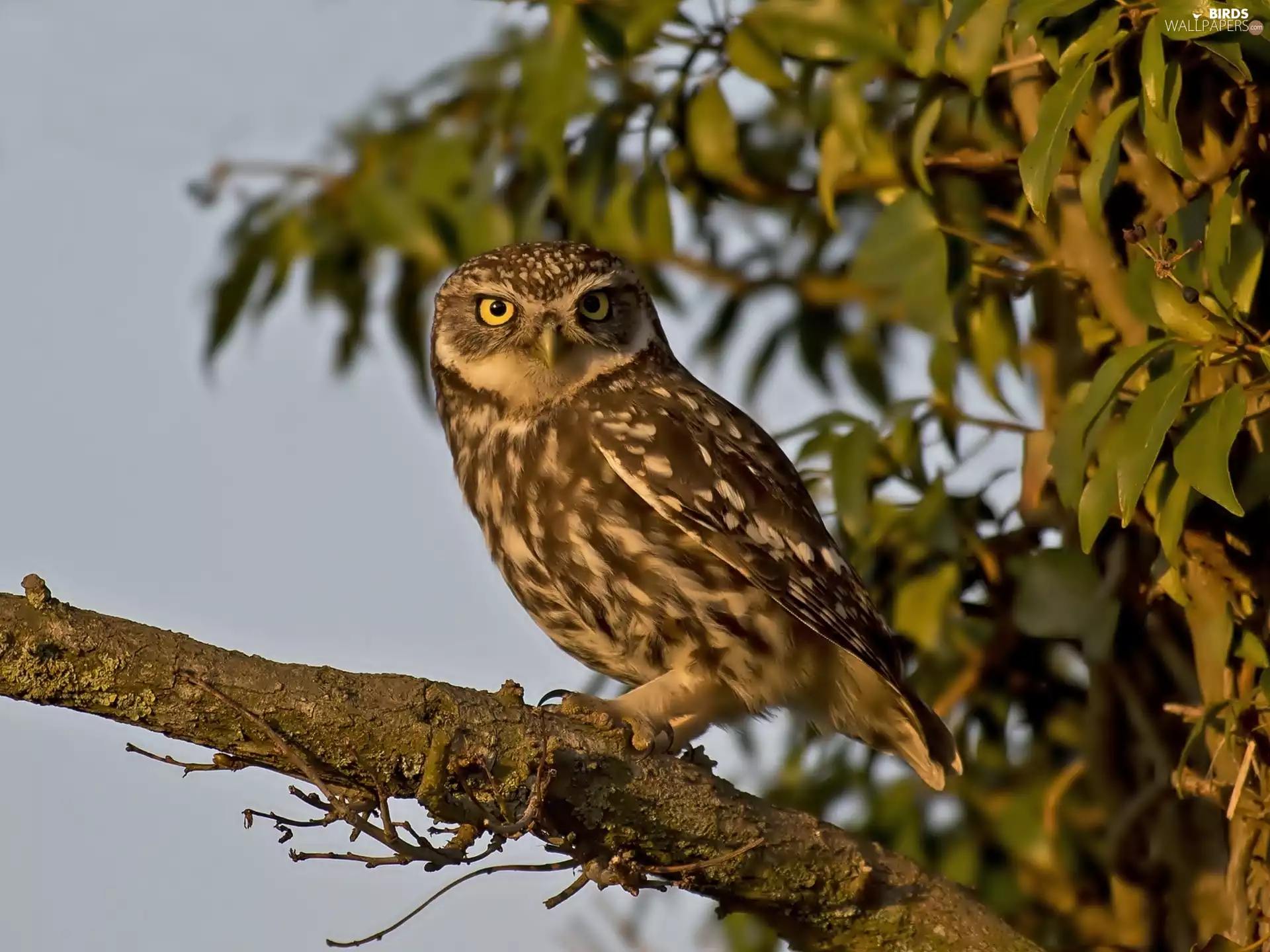 Lod on the beach, owl, trees