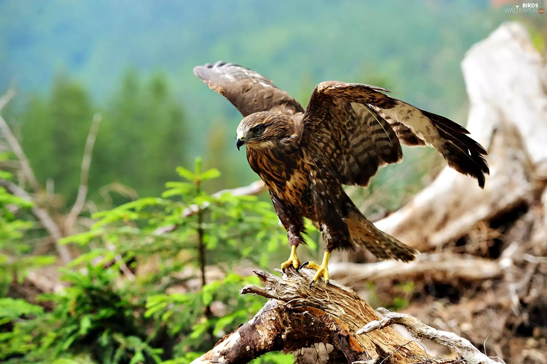 Lod on the beach, hawk, wings