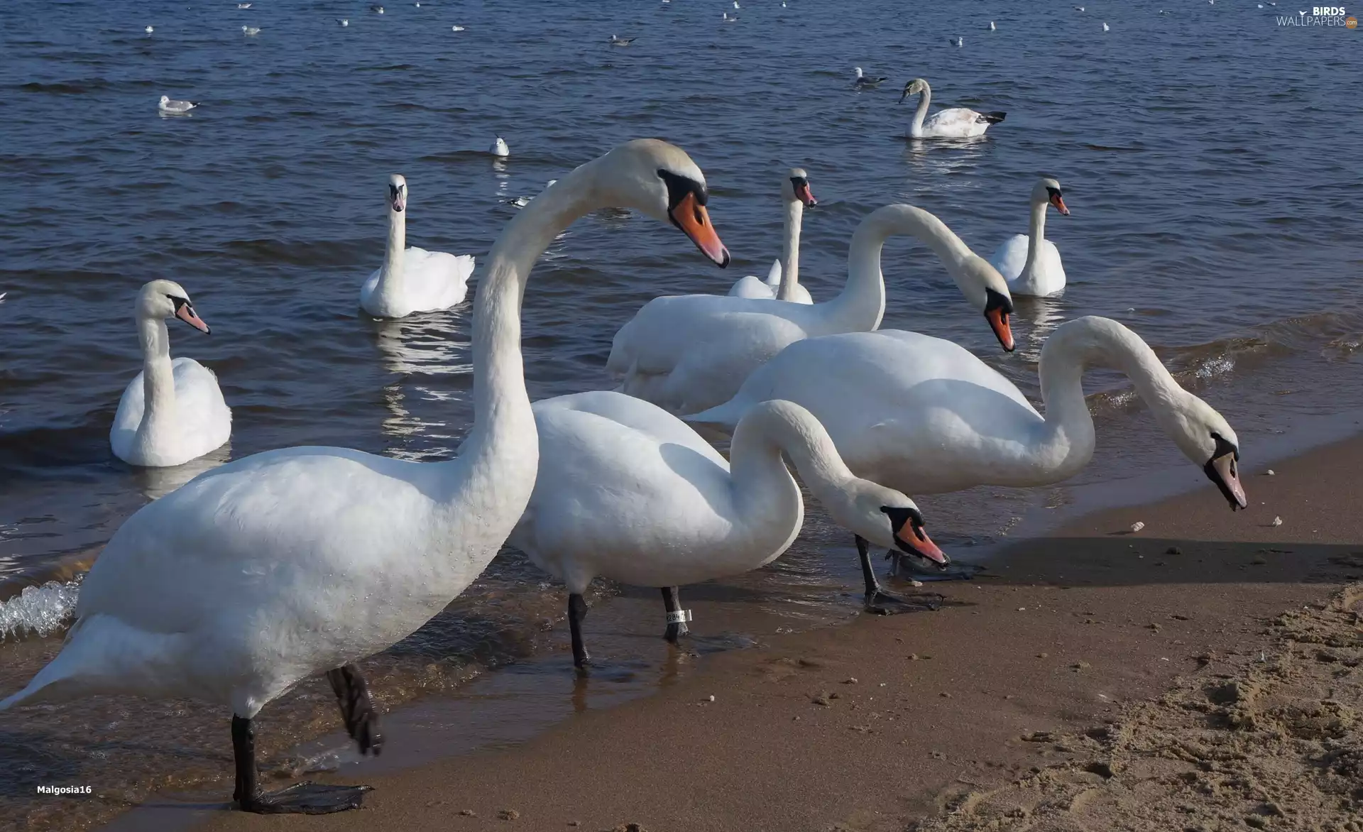Swan, White, water, Beaches, sea, birds