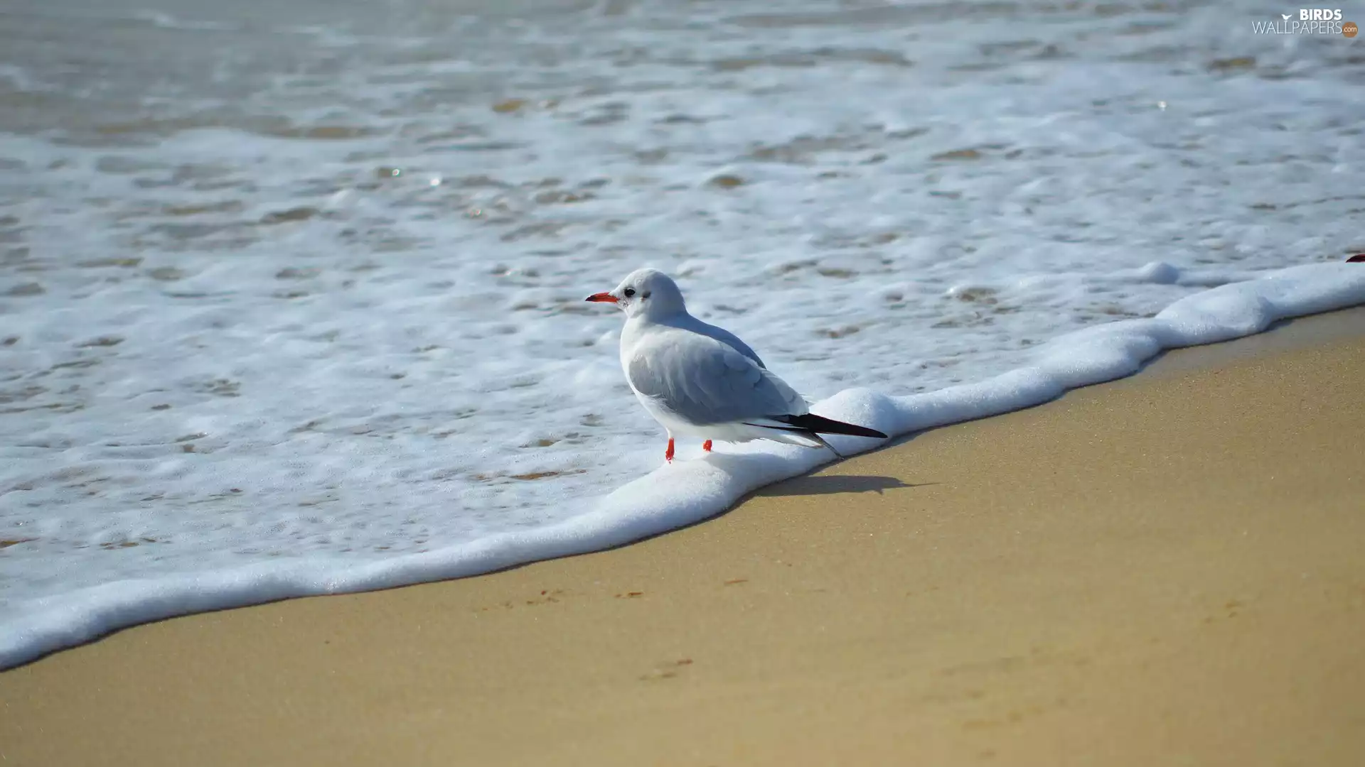 seagull, Tides, sea, Beaches
