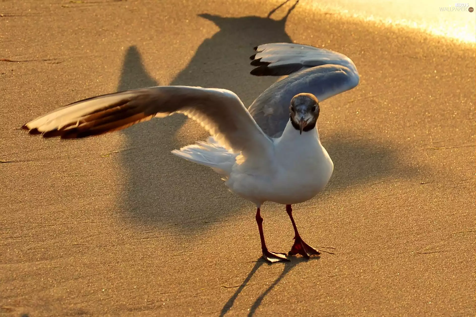 Beaches, seagull