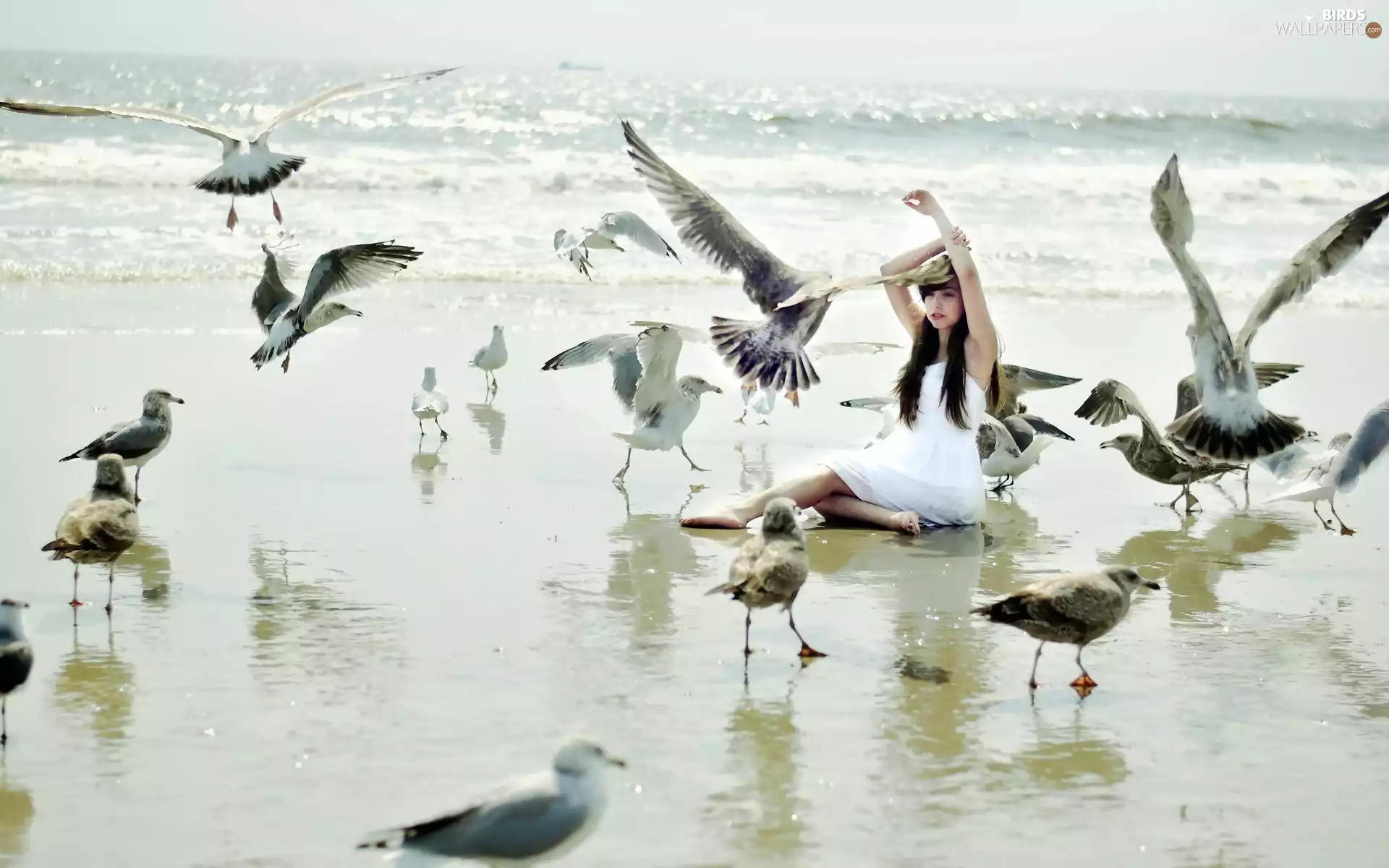 gulls, Beaches, White, dress, Women