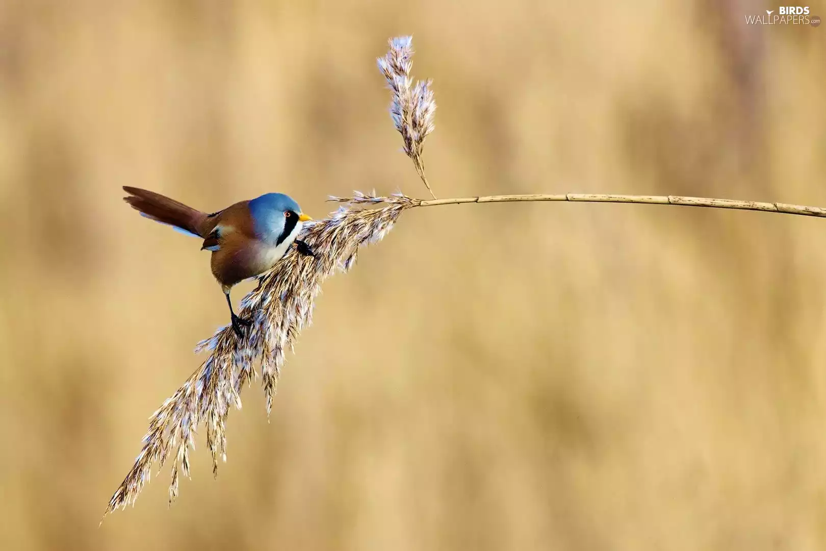 Stalk, grass, birdies, Bearded Tit, color