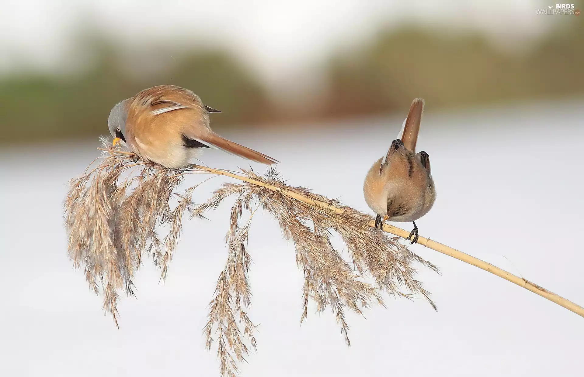 Bearded Reeding, grass