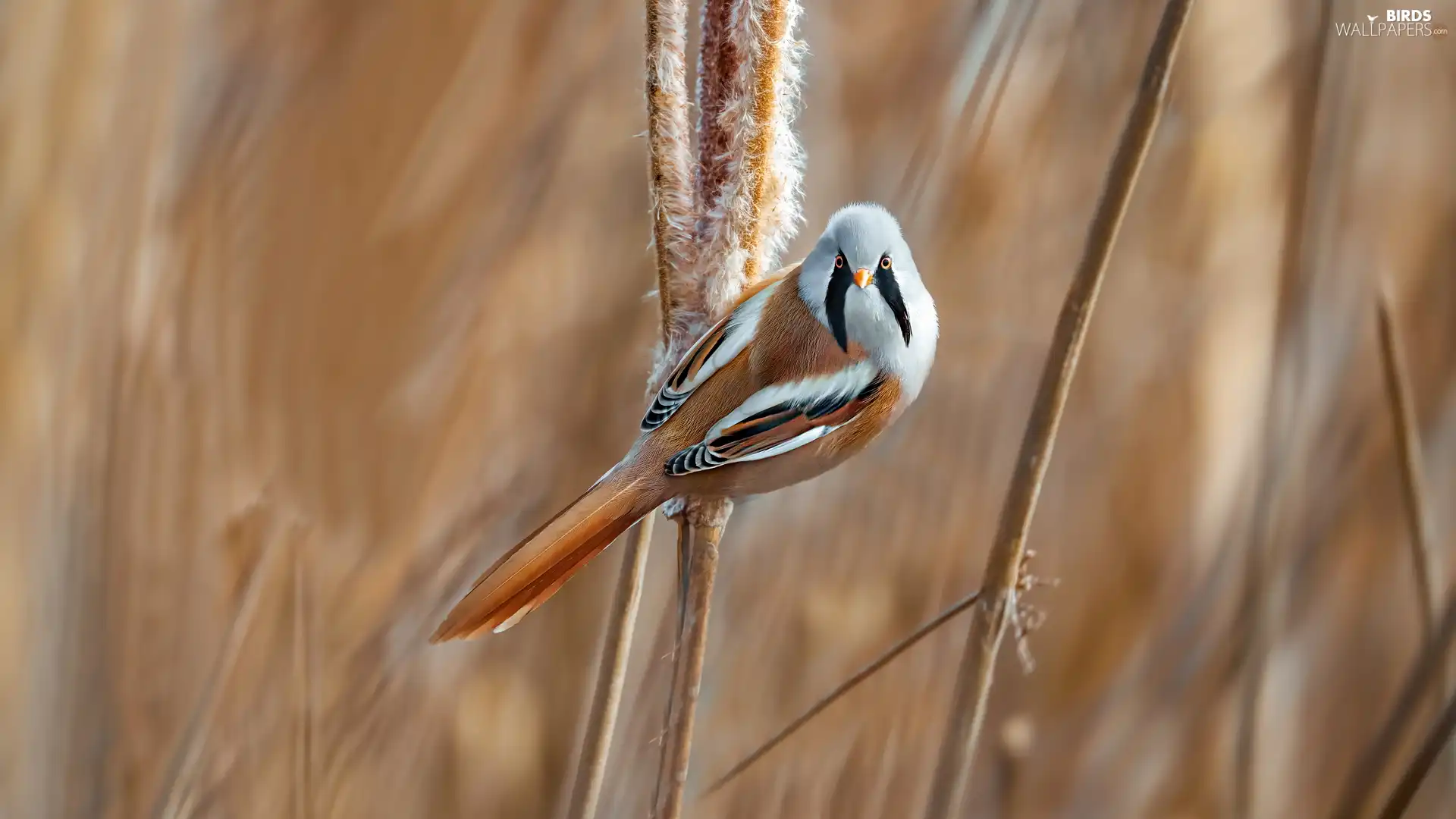 grass, Bearded Tit, male, Bird