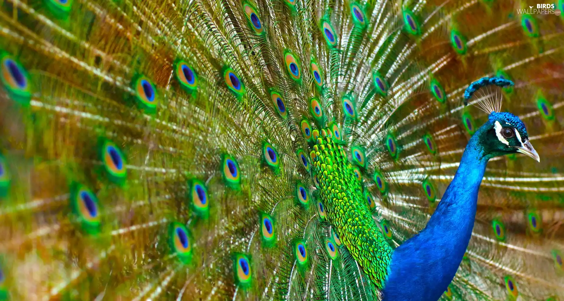 Beatyfull, peacock