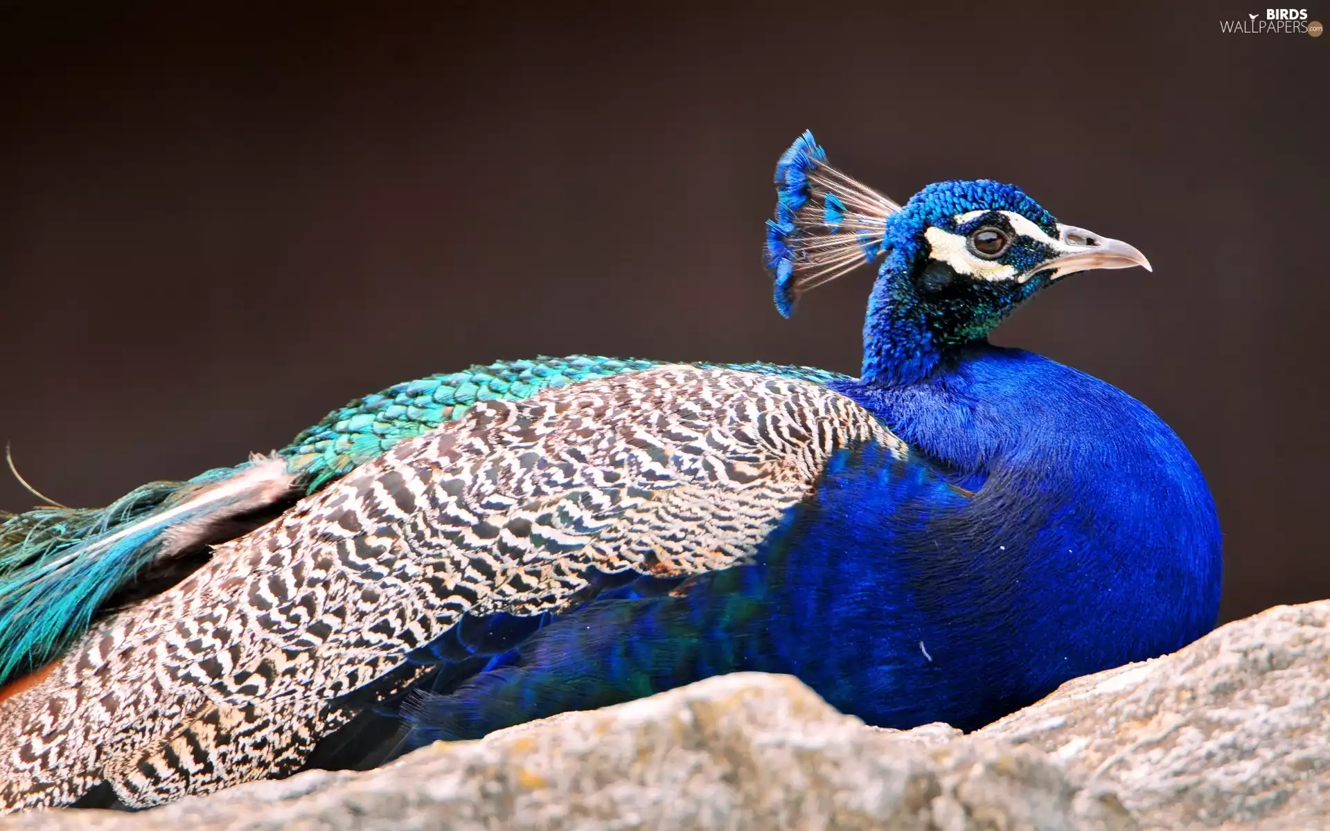 Beatyfull, peacock