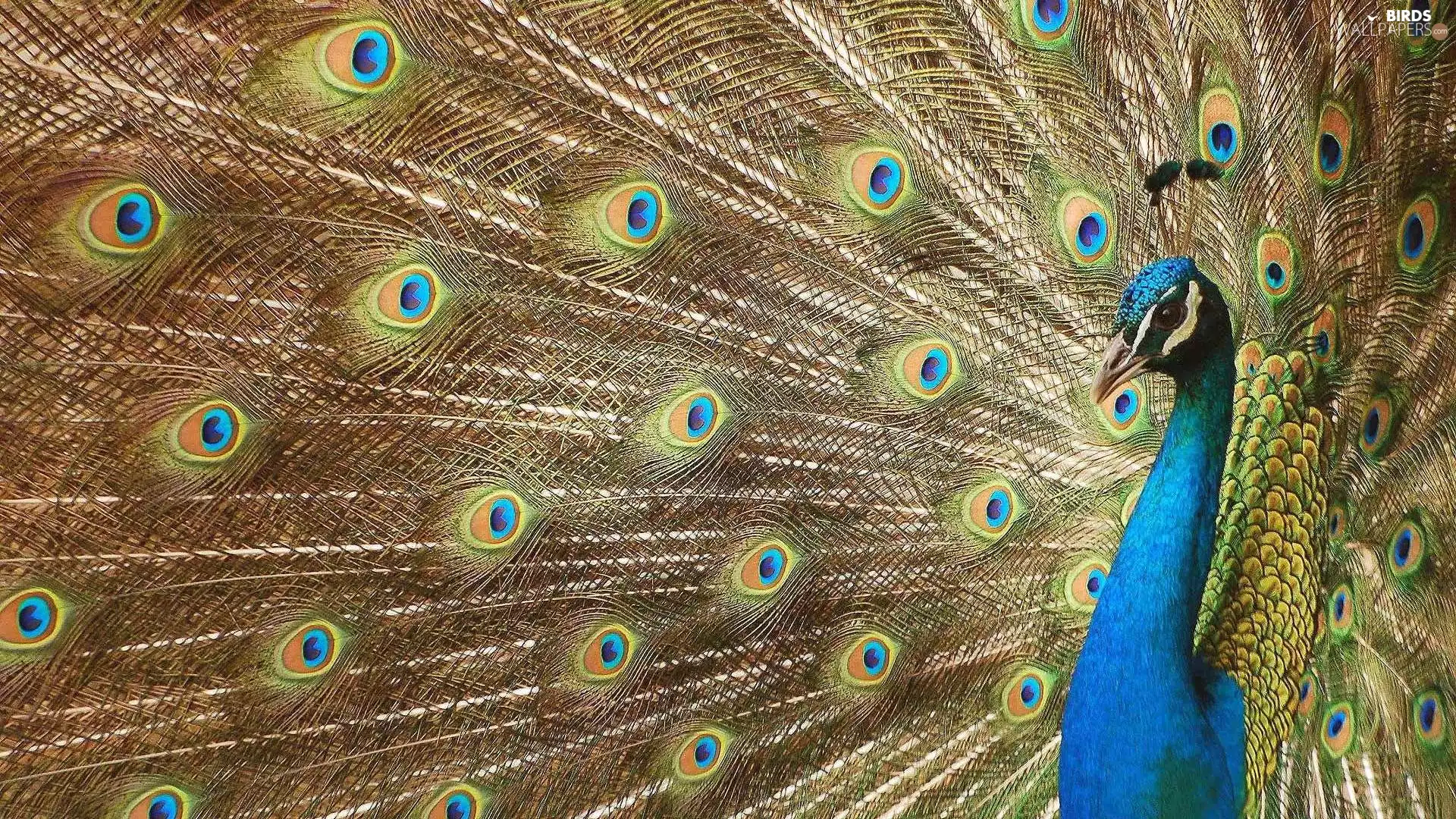peacock, tail, feather, Beatyfull