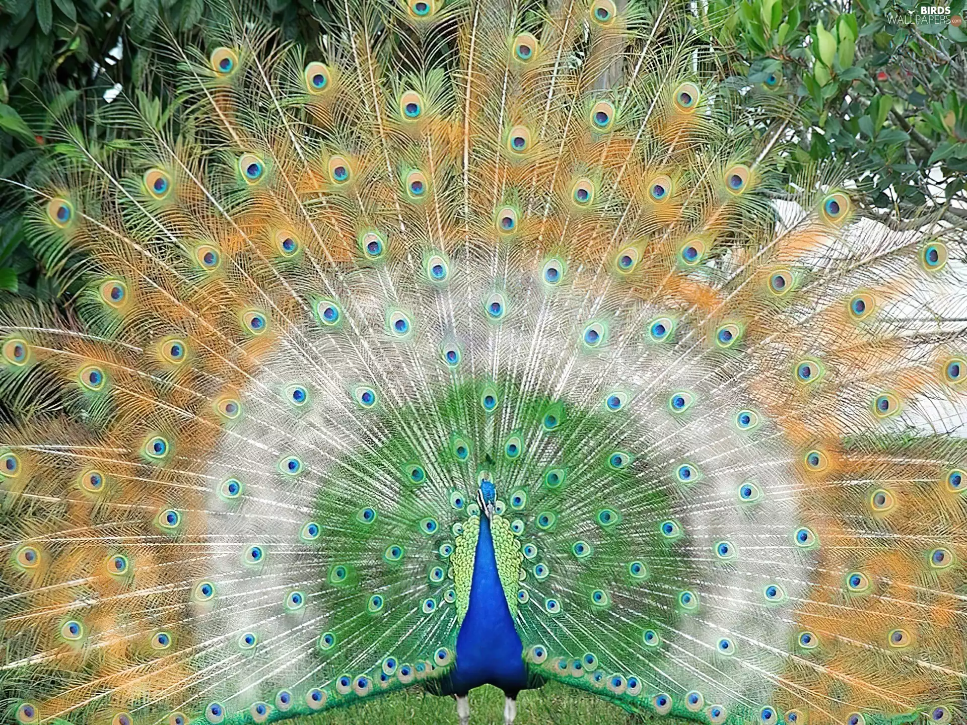 Beatyfull, peacock