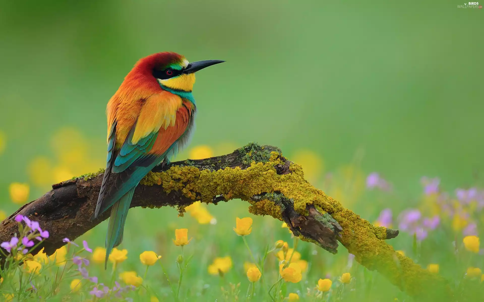 Flowers, branch, Bird, bee-eater, color