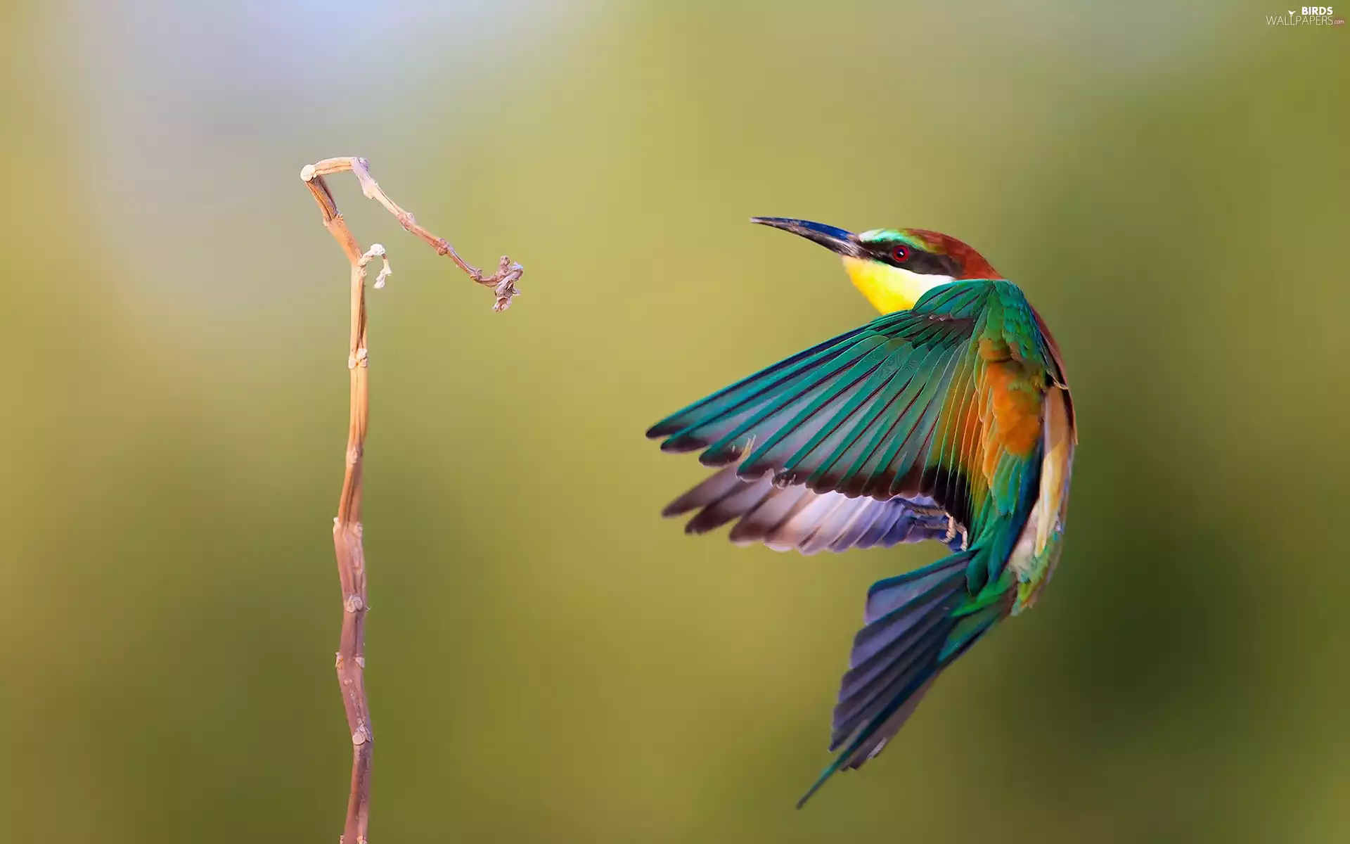 bee-eater