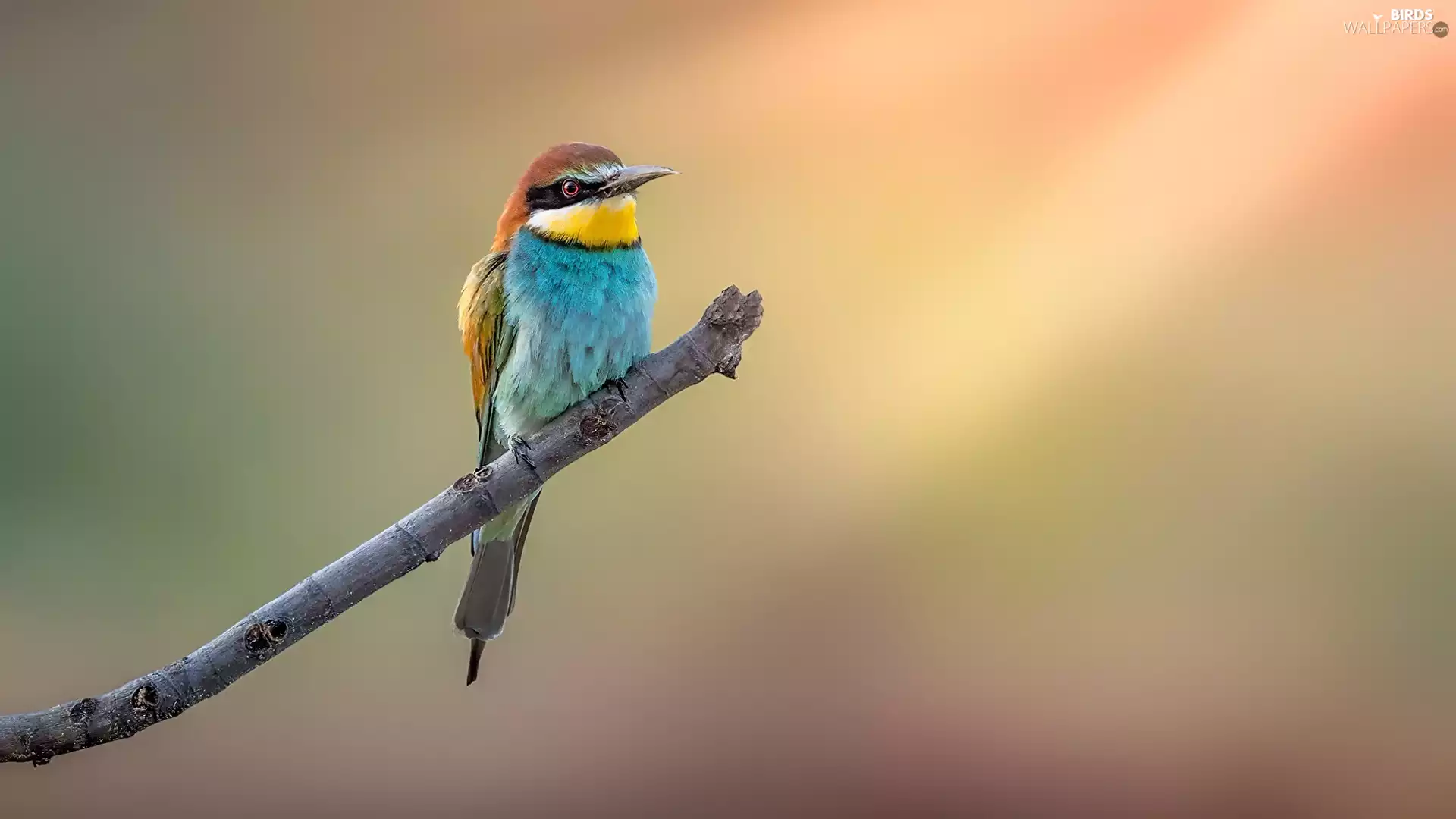 color, bee-eater, branch, Bird