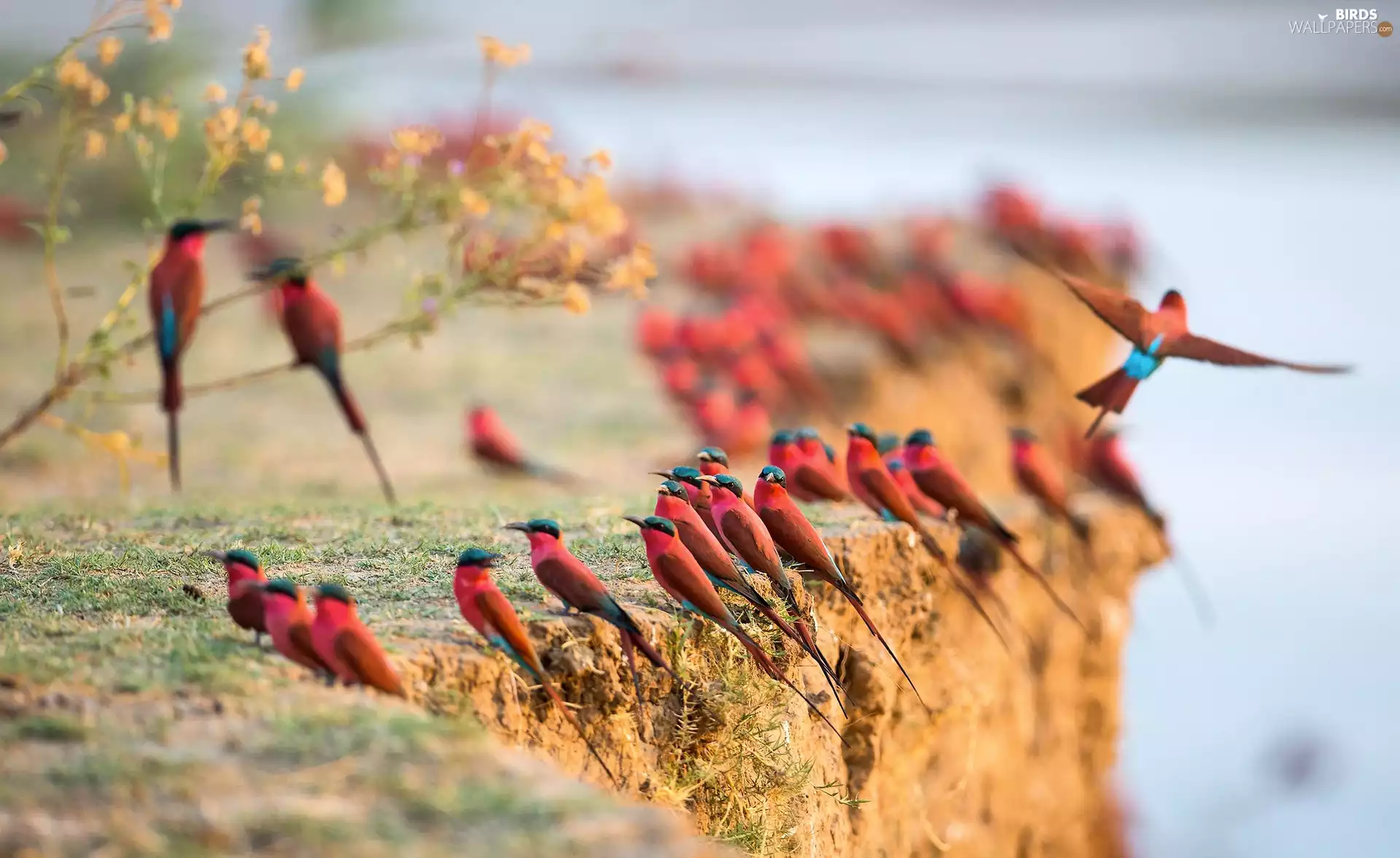 Carmine Bee-eater, birds, scarp