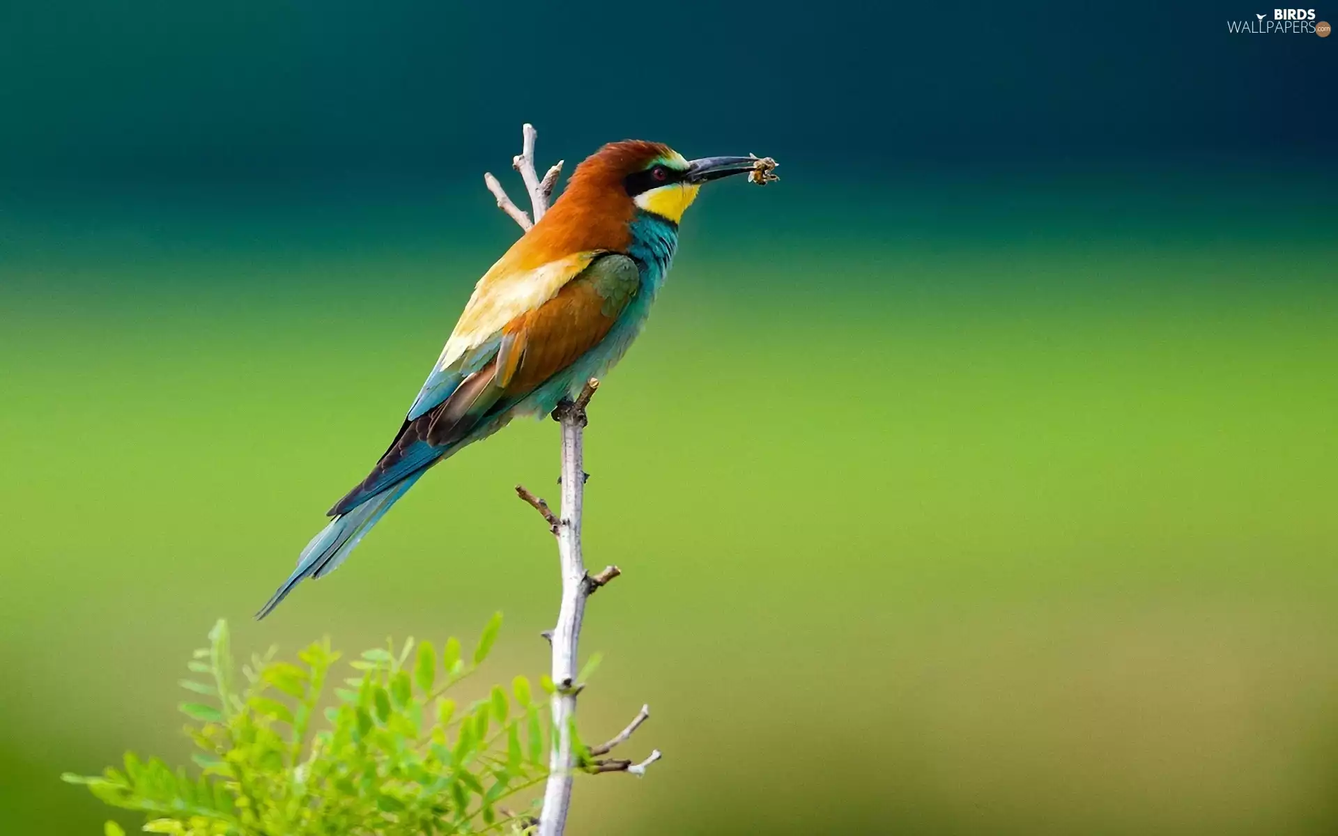 bee-eater
