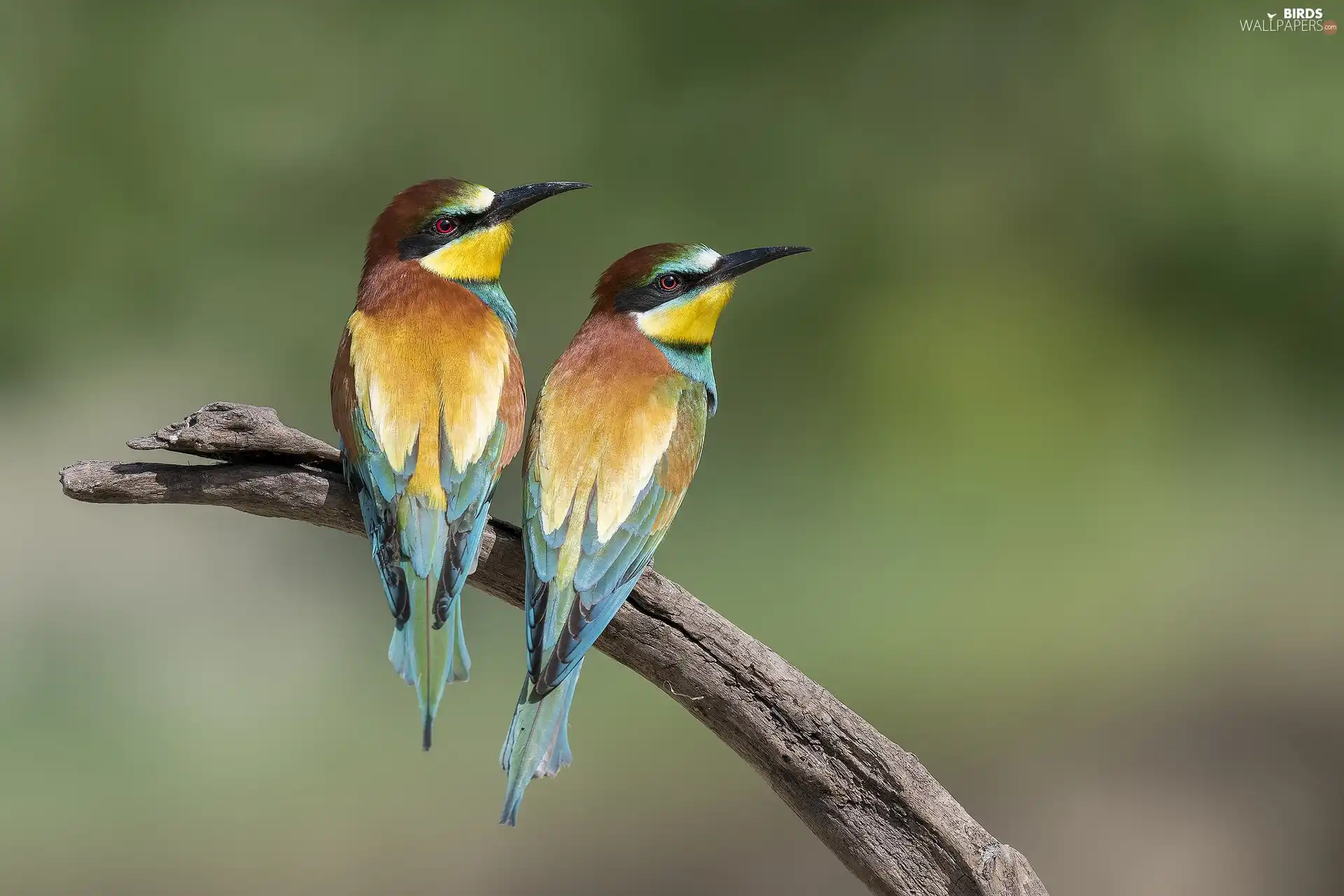 birds, Bee-eaters, branch, Two