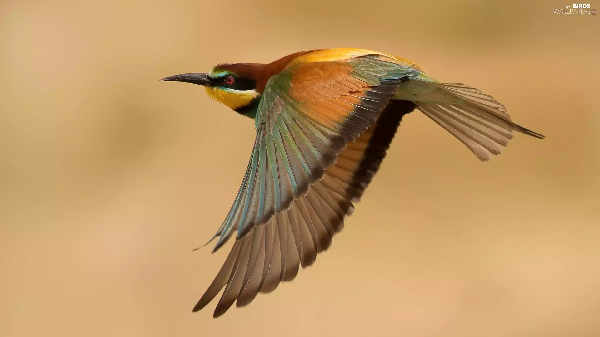 bee-eater, flight