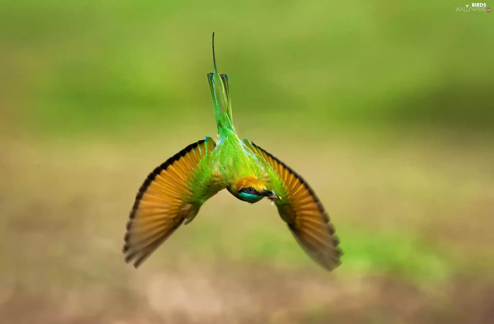 bee-eater, fly