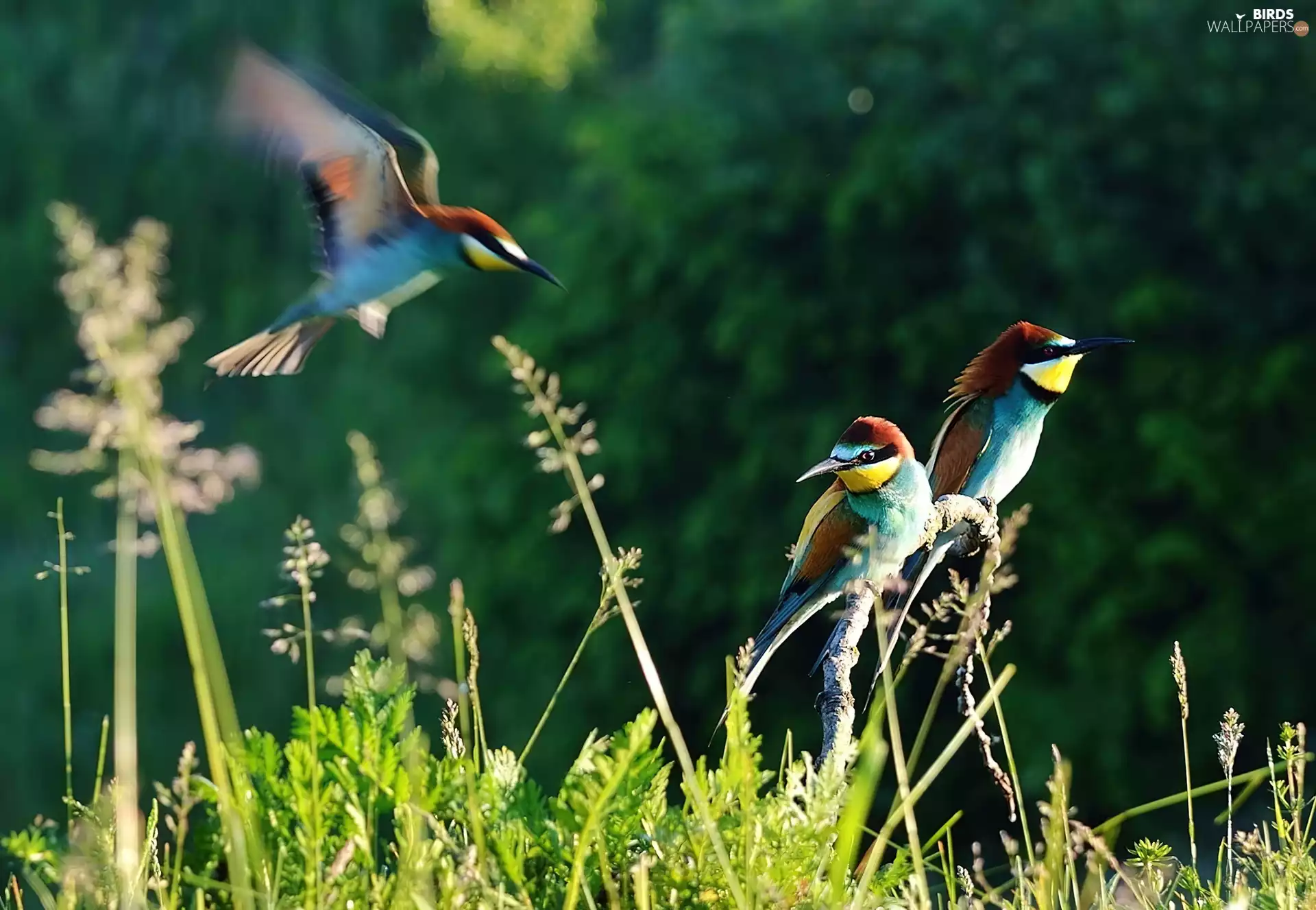 Bee-eaters, grass