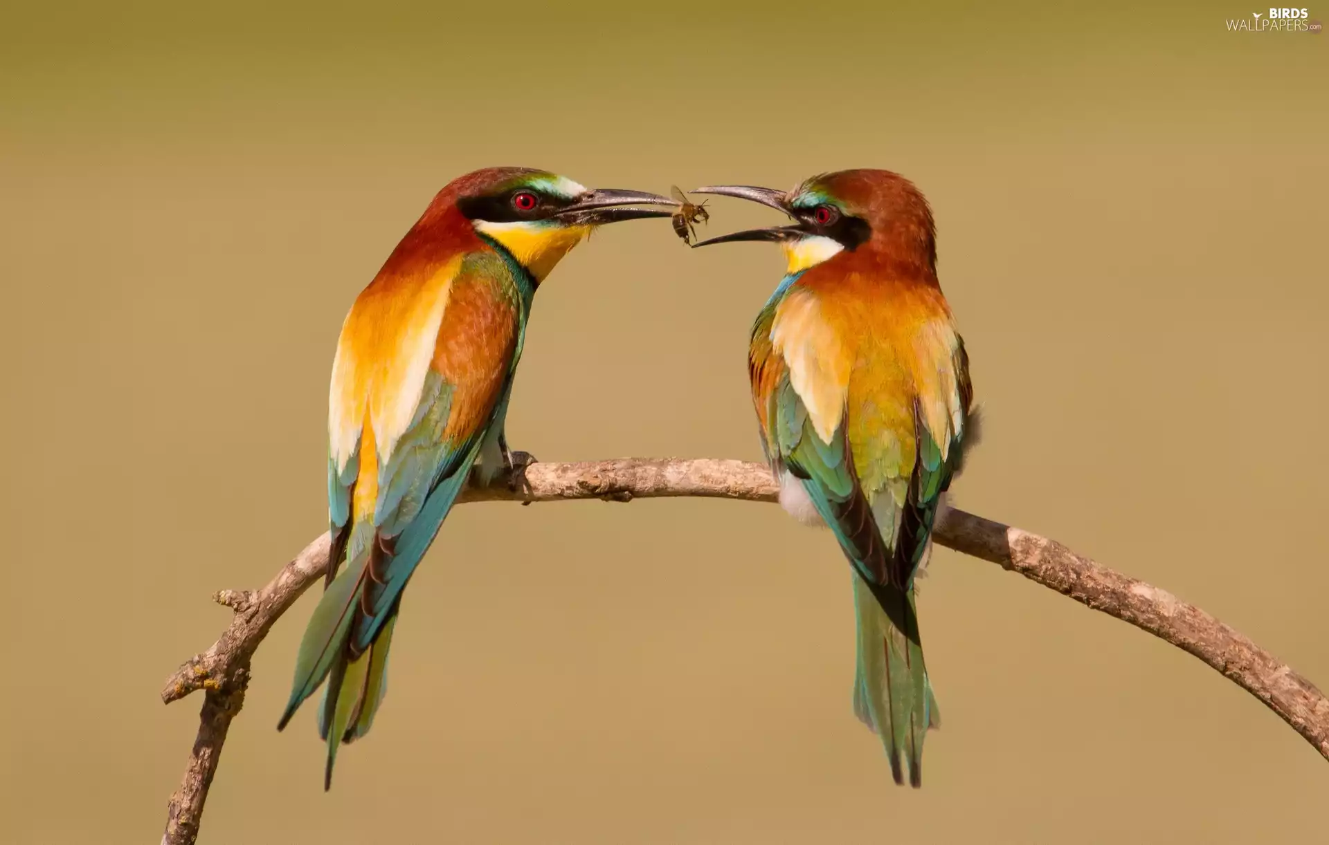 Bee-eaters, Insect