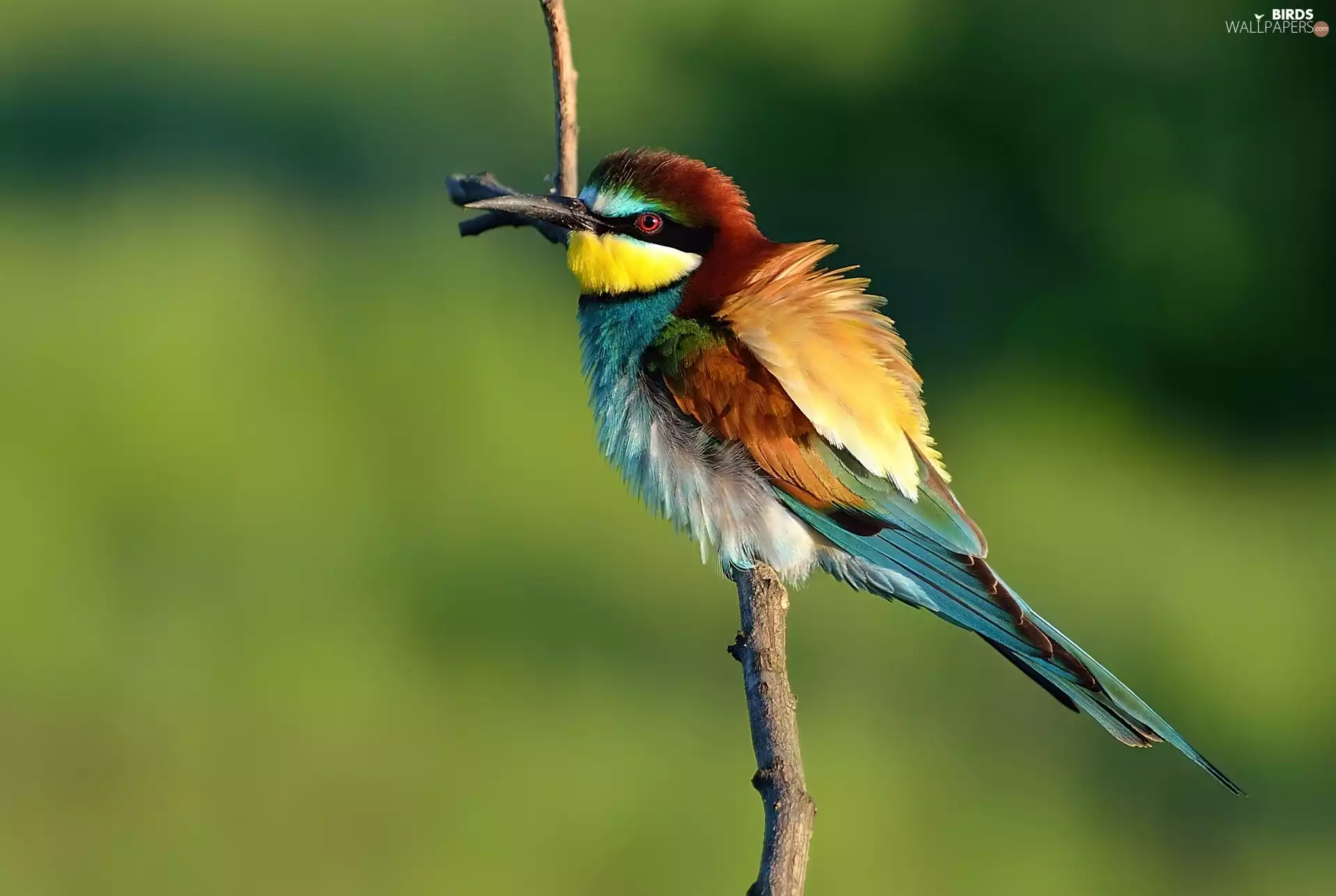 bee-eater, twig