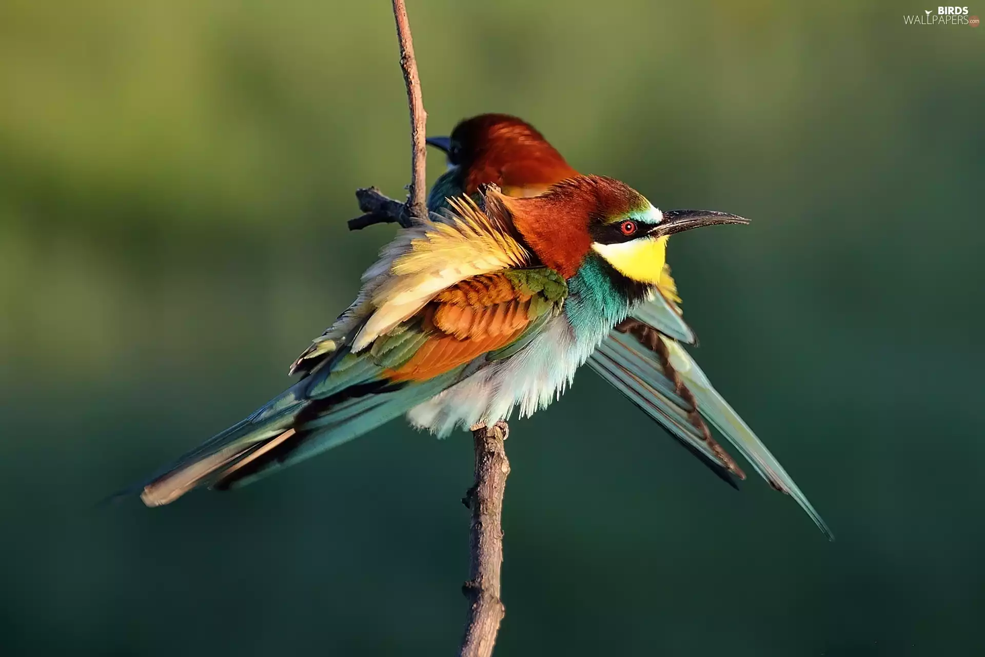 Bee-eaters, twig