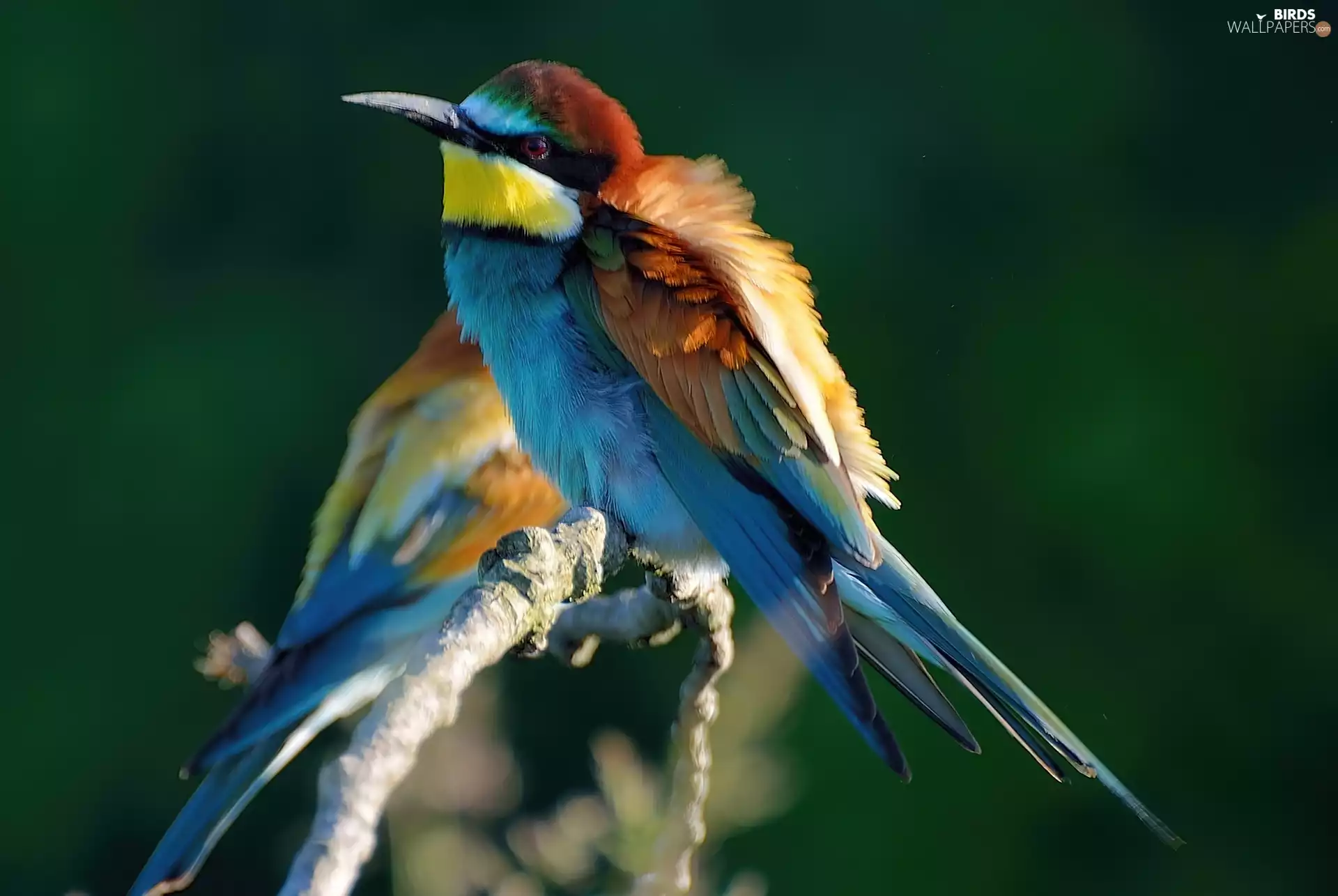 Bee-eaters, twig