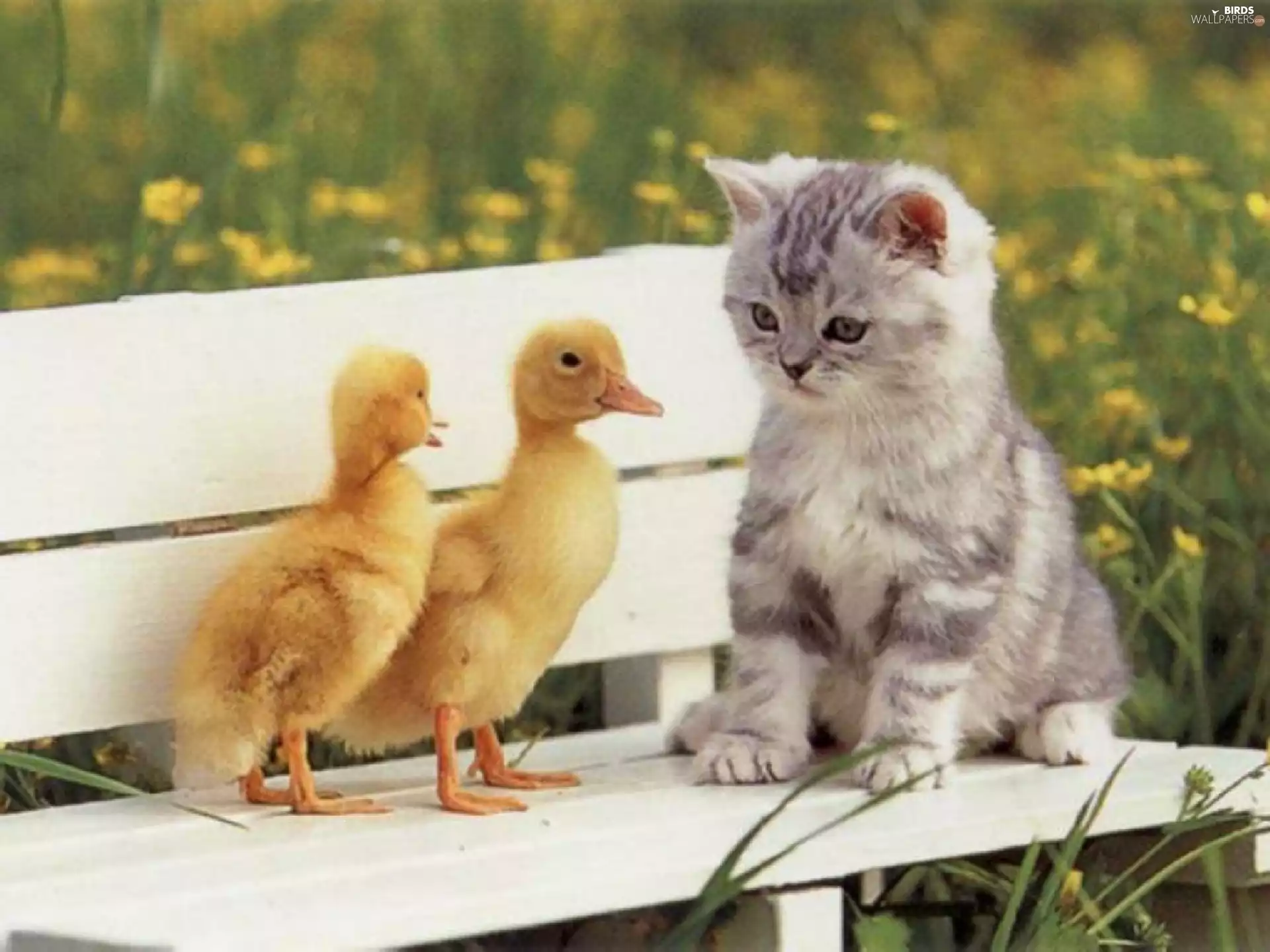 Bench, kitten, ducks