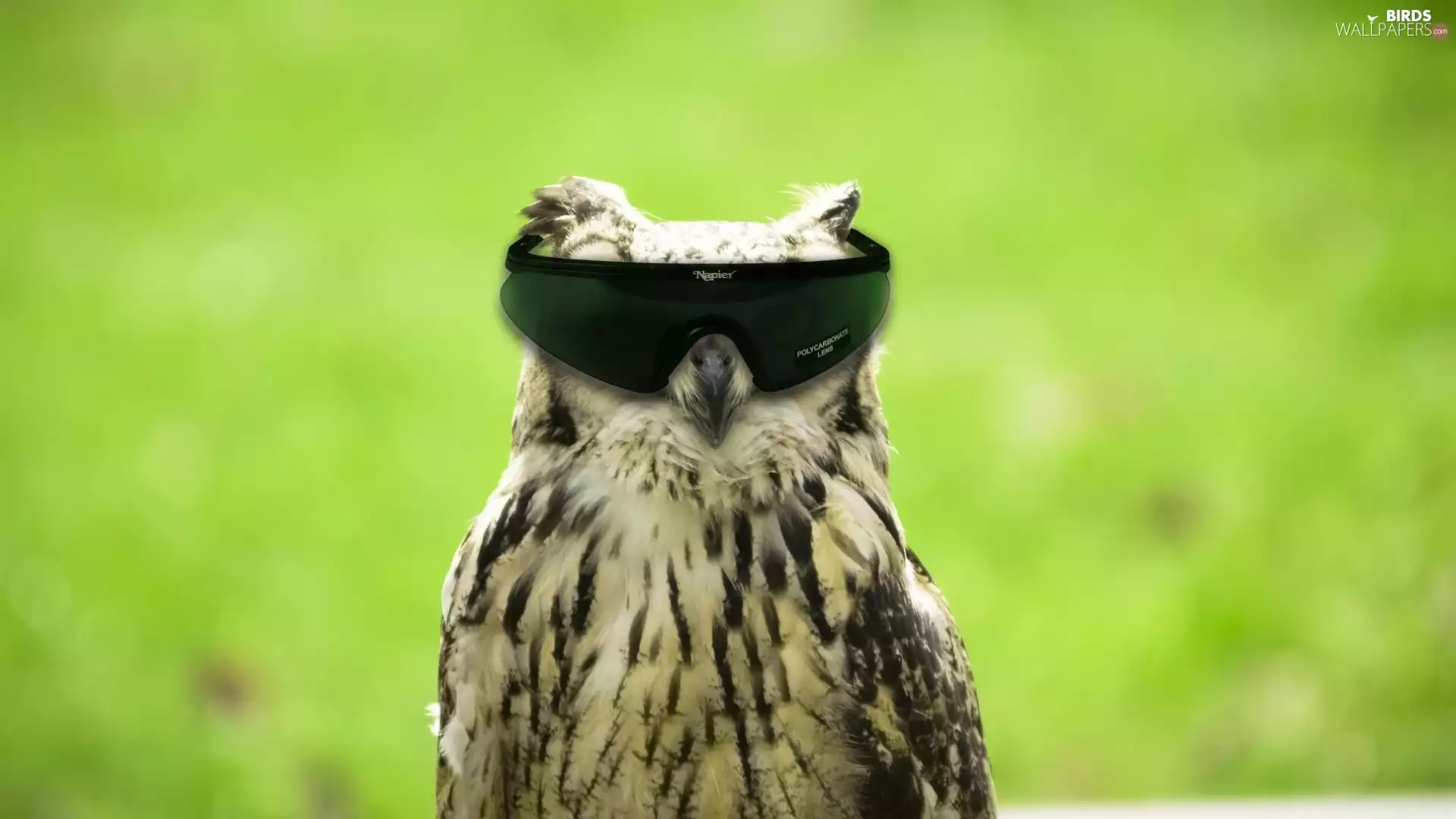 bespectacled, owl, ##