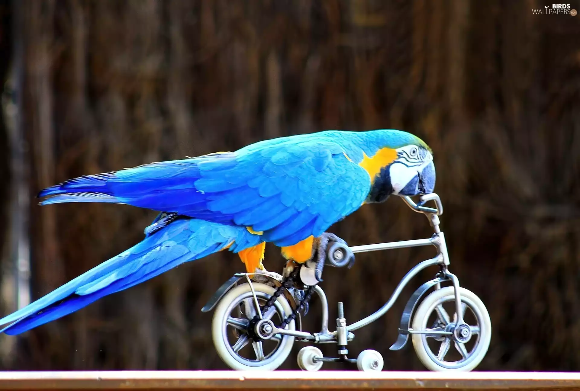 Bicycle, Clever, ara