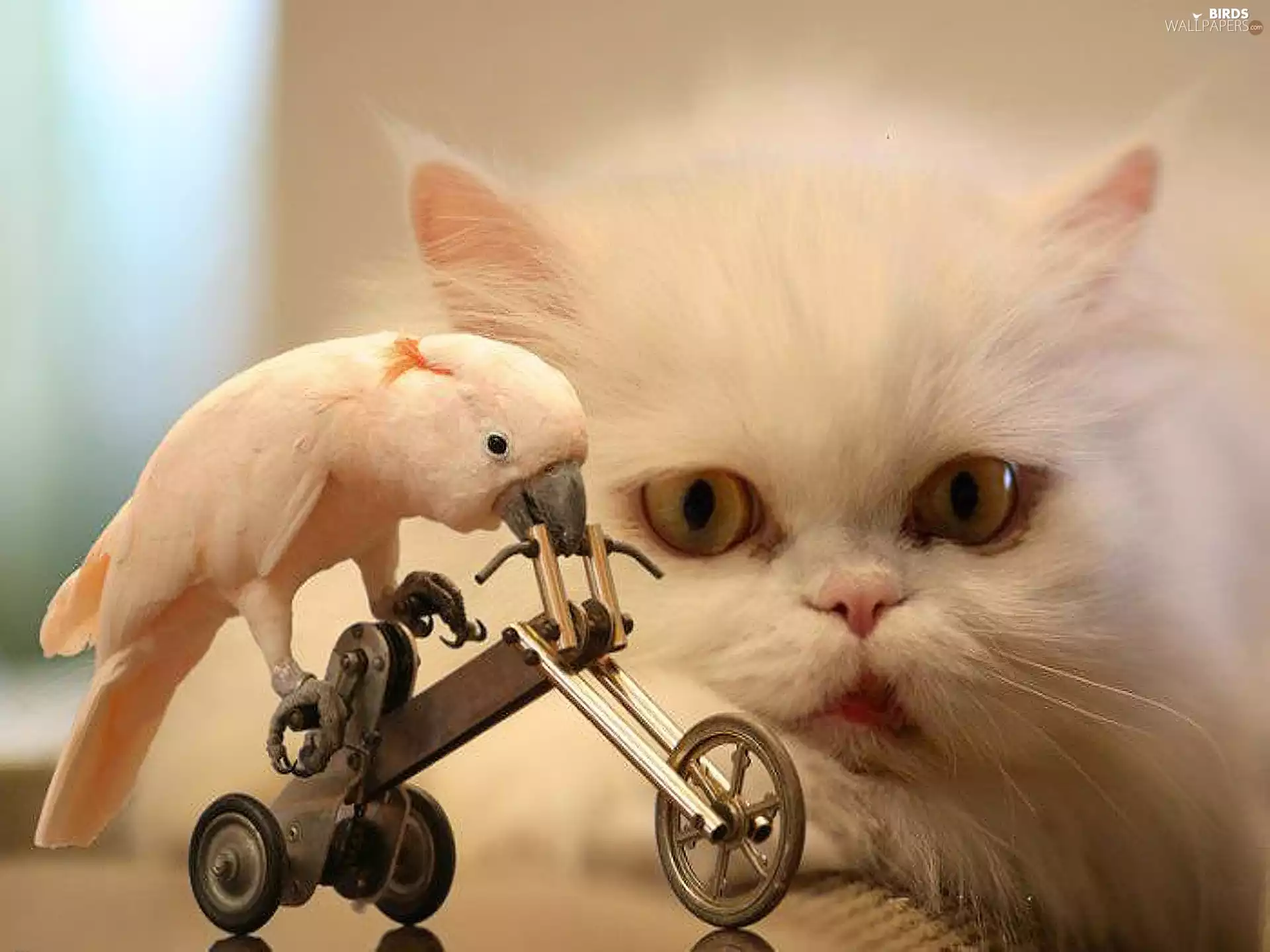 kitten, Bicycle, Eyes, little parrot
