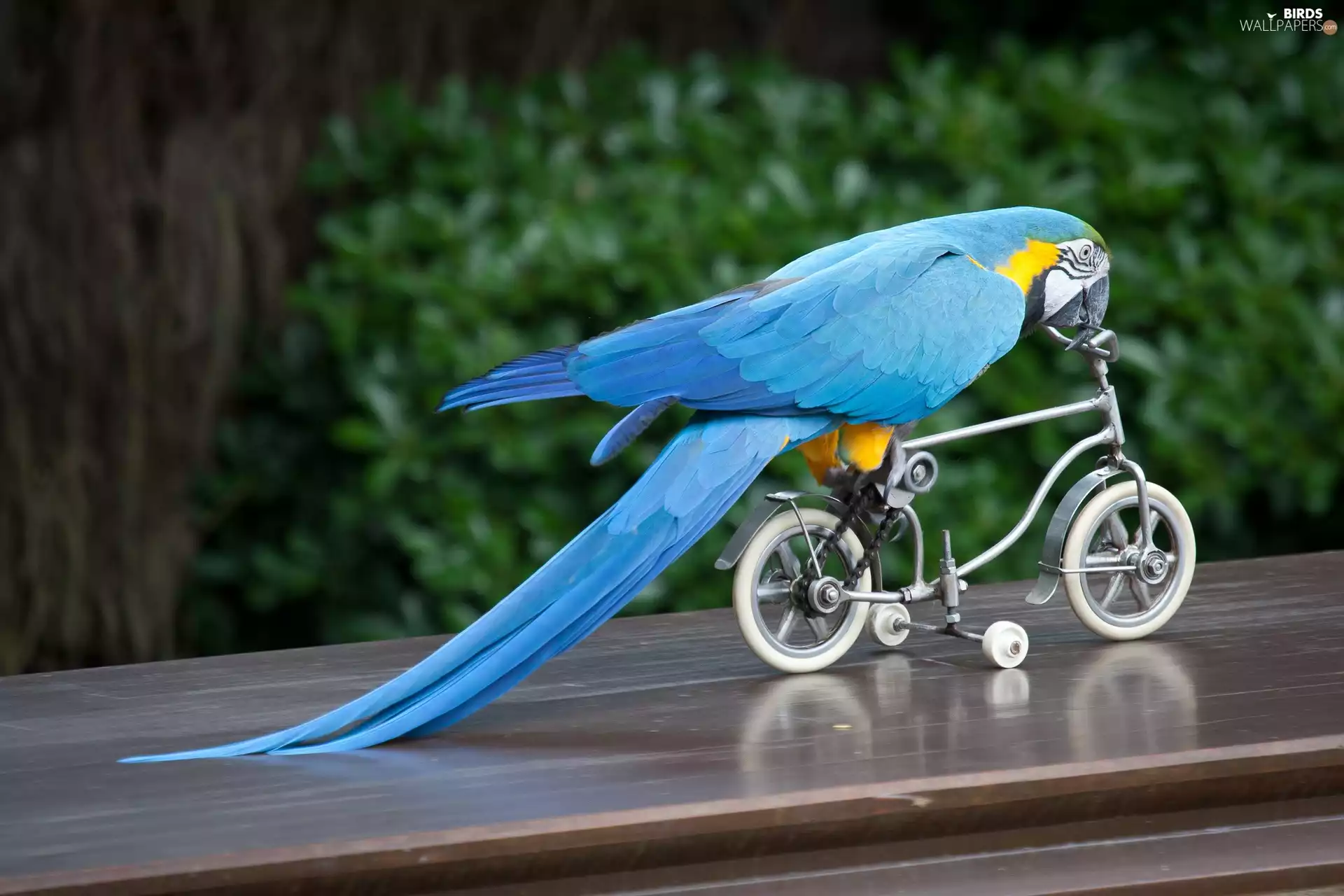 Bicycle, Blue, parrot