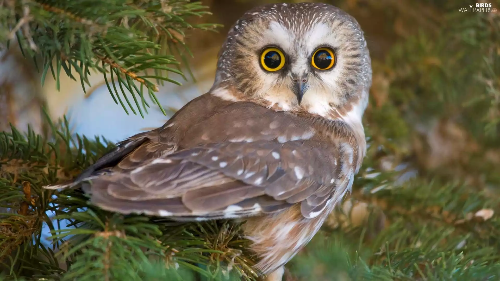 owl, Big, Eyes, facial disks