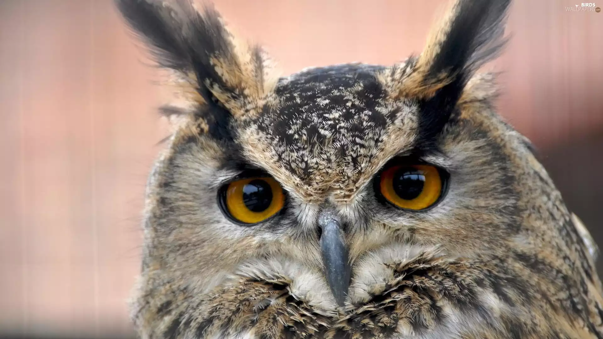 owl, Big, Eyes, eagle-owl